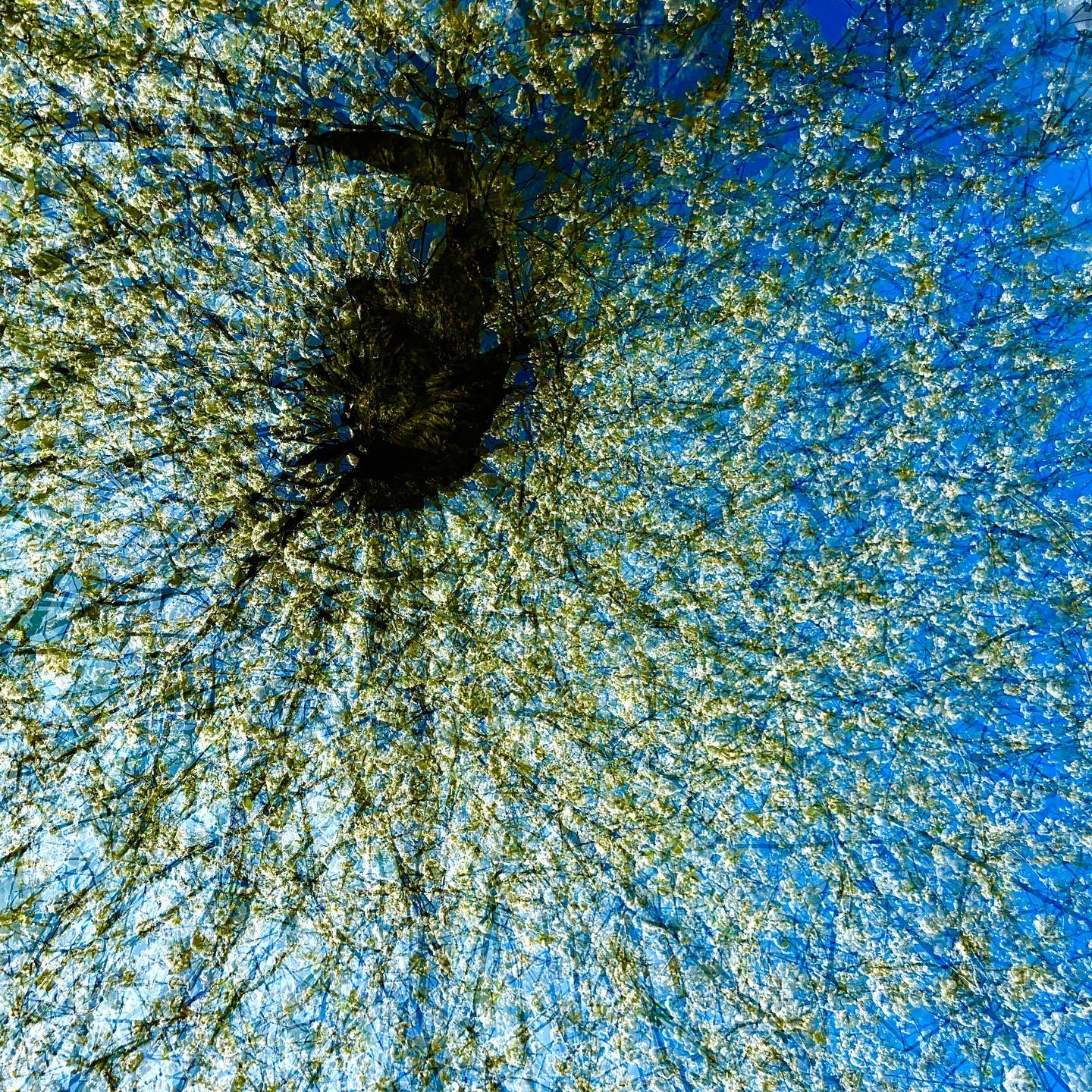 … THE EYE OF THE TREE … #experimentellefotografie #multiexposure #nophotoshop #incamera #mehrfachbelichtung #visualart #fineartphotography #silberstreif #abstractart #inmotion #experimentalphotography #motion #fineart #ilovehannover #artography #camerapainting #sun #lettherebelight #shadows #sunlight #celebrationoflight #ontheroad #trees #beautyofnature #driveby #walkbyshooting #sun #inthewoods #sunlover #spring