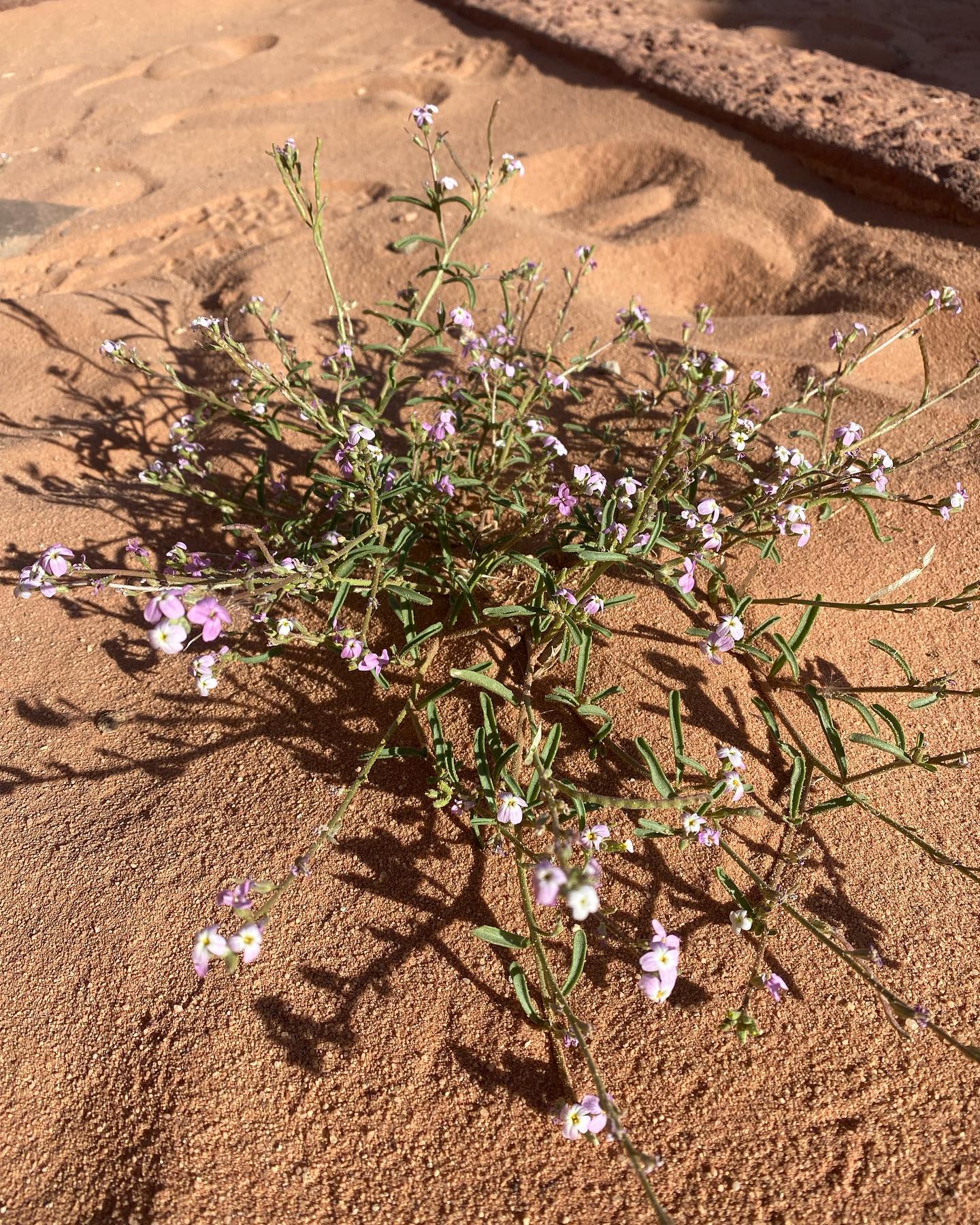 Some wonderful flora at Wadi Rum in Jordon #planthunting #jordondesert#wadirum #travels #wildflowers #fiboylegardendesign