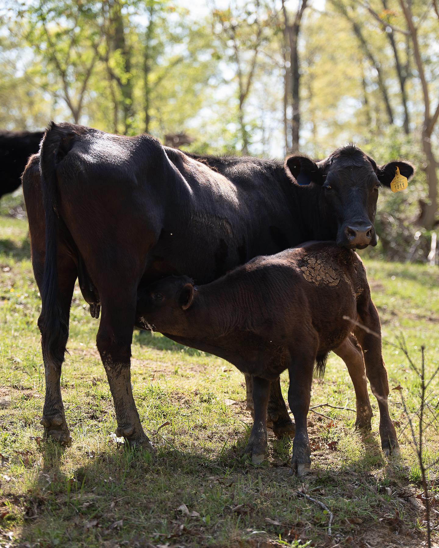 Lots of milk = big calves.
#akaushi #gelbvieh #clintscattle