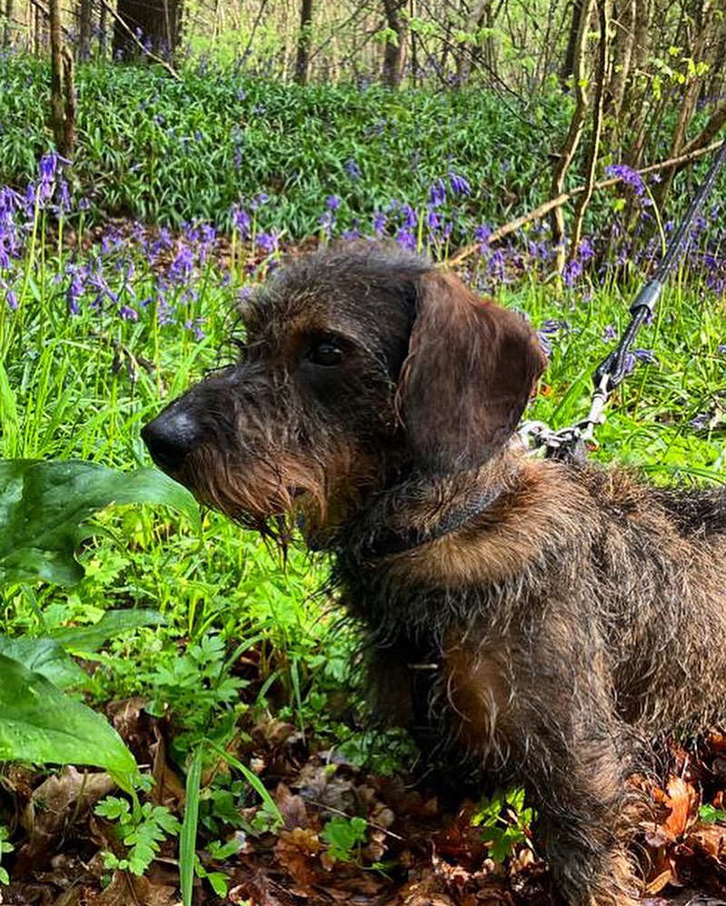 Bluebells, sunshine and Dachshunds !
A great combination ☀️