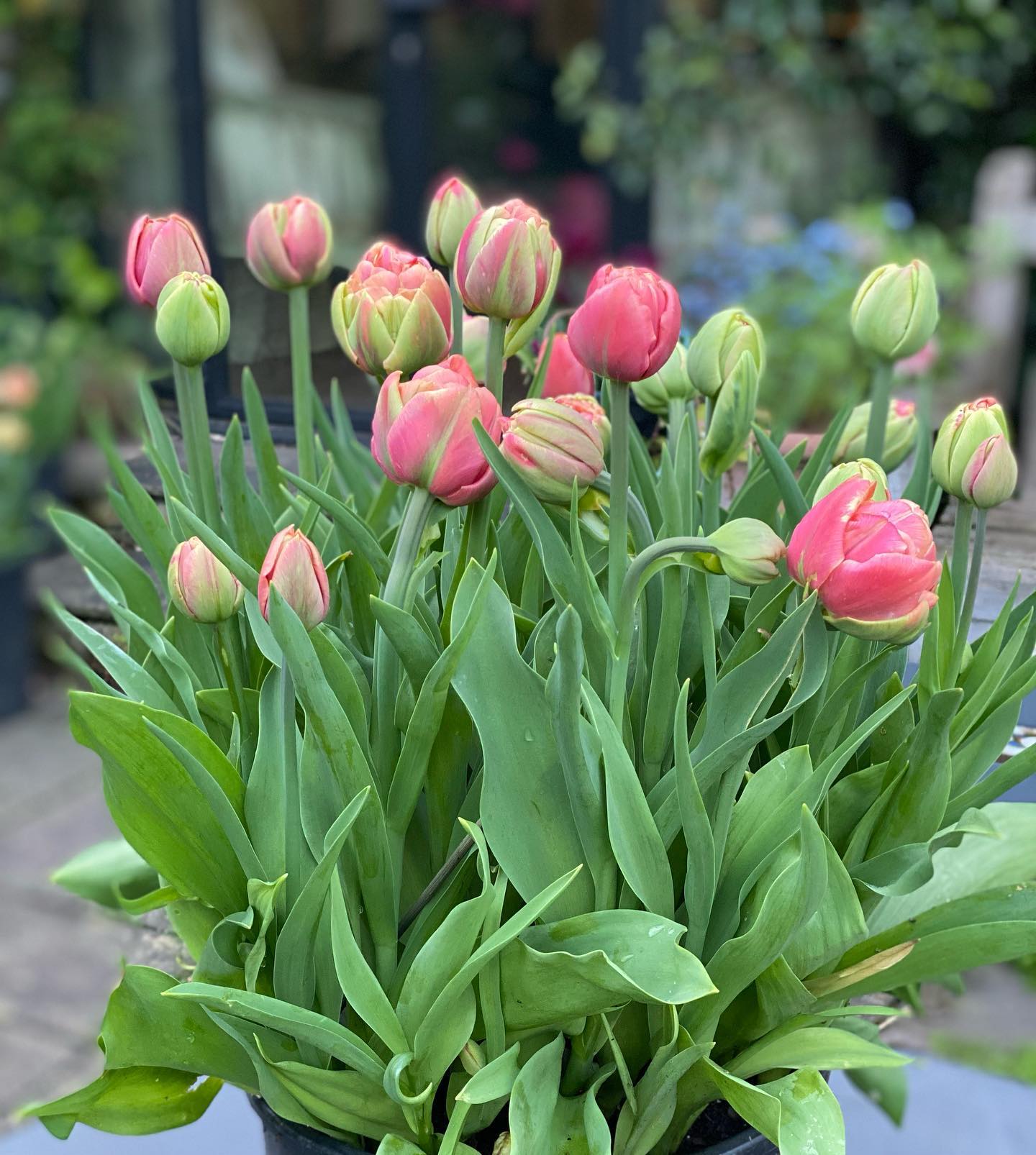 More tulips this time in pots. In order Copper Image, Carnival de Nice, Don Quixote, Sedova, Foxtrott, Queen of Night #tulips #spring #hope #tuliplandscapes