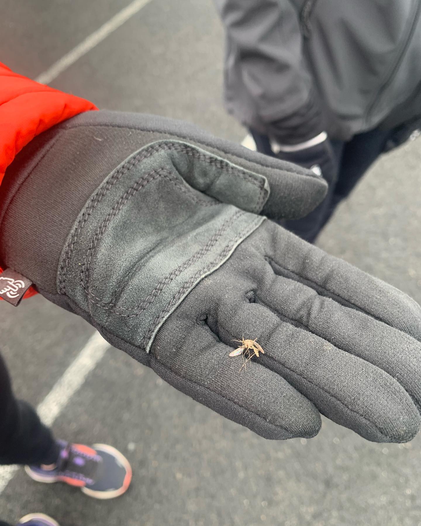 Signs of spring in Alaska:
first mosquitos of the season,
the white board with running club workouts each week,
and the running clubâs Valley Thaw Out Race!
The race is tomorrow, Saturday April 29th, and we could still use a few more volunteers!
To sign up to volunteer: email Heidi at matsurunningclub@gmail.com.
All Valley Thaw Out races start from Pyrahâs Pioneer Peak Farm. 5K at 11 a.m., 10K at 10:30 a.m., ½ Marathon at 10 a.m., PLUS a Kids 1K Fun Run at 11:30 a.m.
Thank you for all your support. We couldnât put on this wonderful race without you!