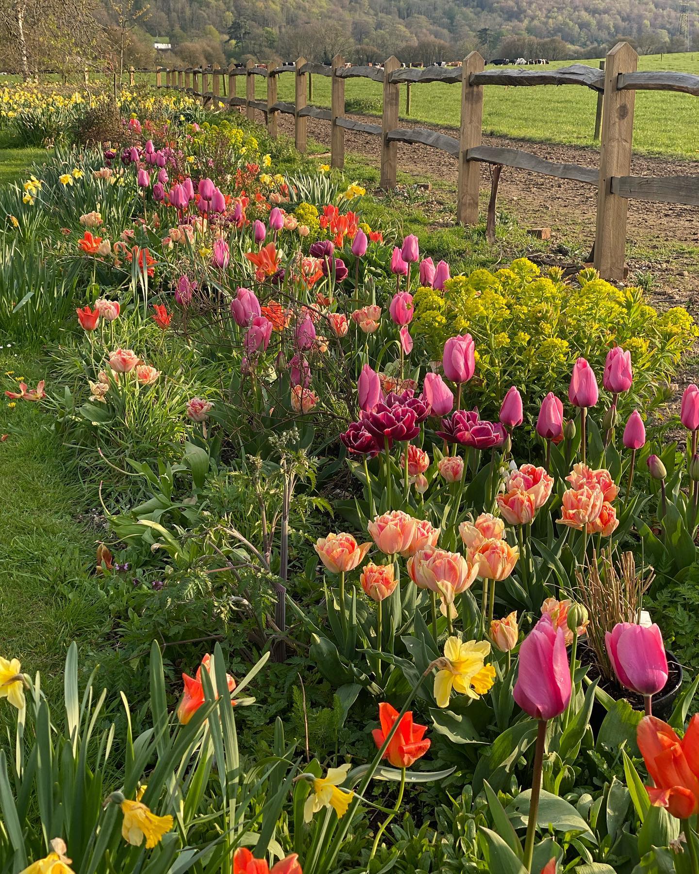 It’s that time of year again #tulips #spring #springflowers #englishgardens #sussex #gardenphotography #helleborus #honesty #gardendesigninspiration