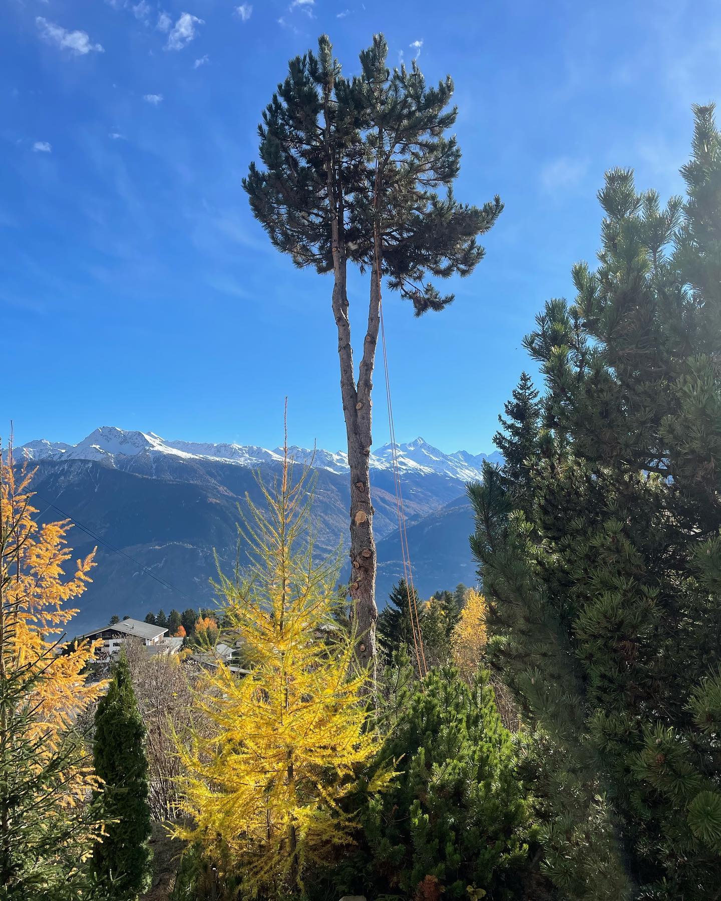 Notre équipe est là pour abattre des arbres dans des conditions difficiles. #arboristegrimpeur #arbre_and_co #abattage #valais #vermeertreecare