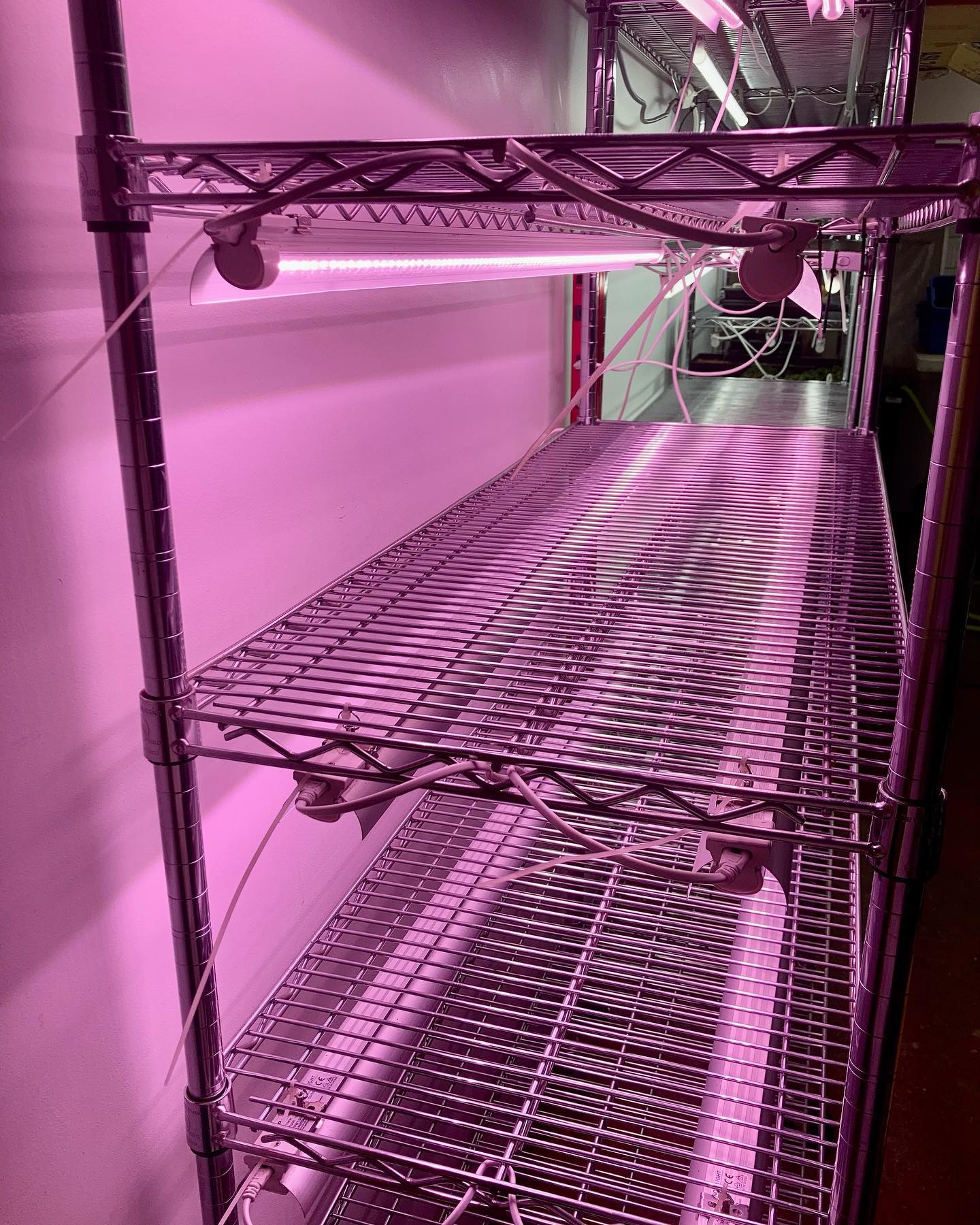 After our little break we had 10 days to prep for our busy season. This was a perfect time to sanitize all of our racks and lights. They look like new again!
🌱
🌱
🌱
🌱
🌱
#microgreengrowers #verticalfarming #sanitizermurah