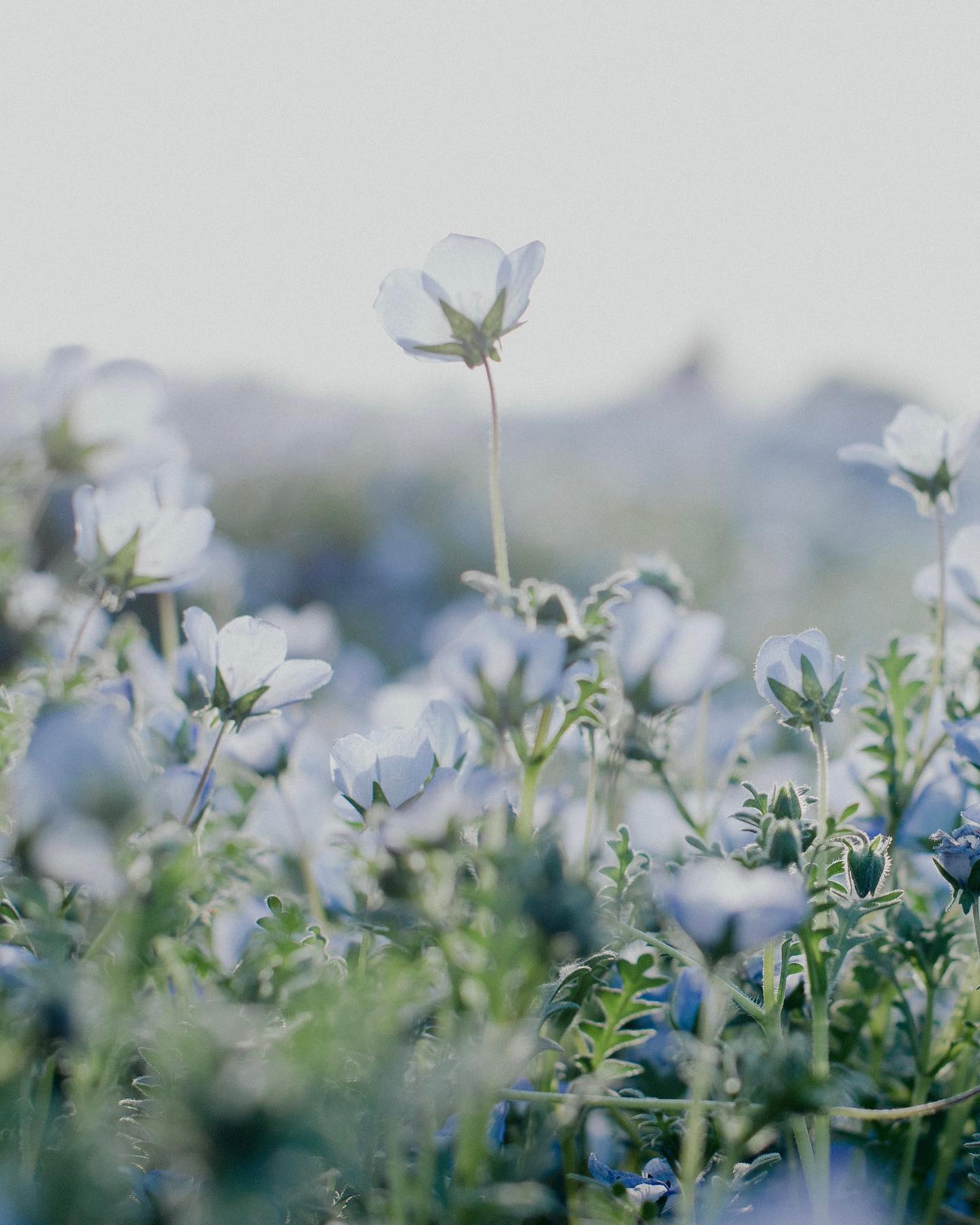 ネモフィラ
#blue #Nemophila #flowers #ネモフィラ