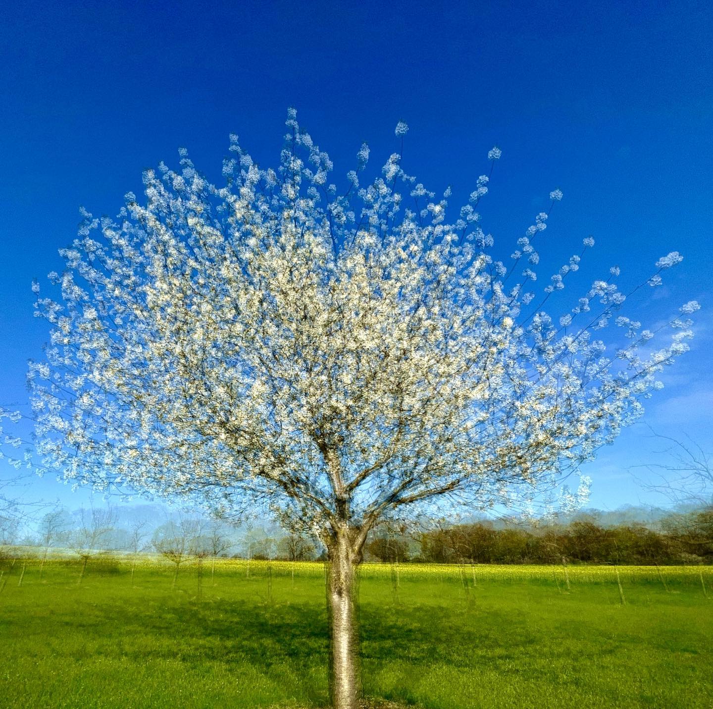 DER MAI IST GEKOMMEN #experimentellefotografie #multiexposure #nophotoshop #nofilter #mehrfachbelichtung #visualart #incamera #fineartphotography #wallart #abstractart #inmotion #experimentalphotography #art #motion #artoninstagram #fineart #ilovehannover #artography #camerapainting #sun #sunset #blueten #bluetenmeer #beauty #sunlight #celebrationoflight #ontheroad #tree #beautyofnature #apfelbluete