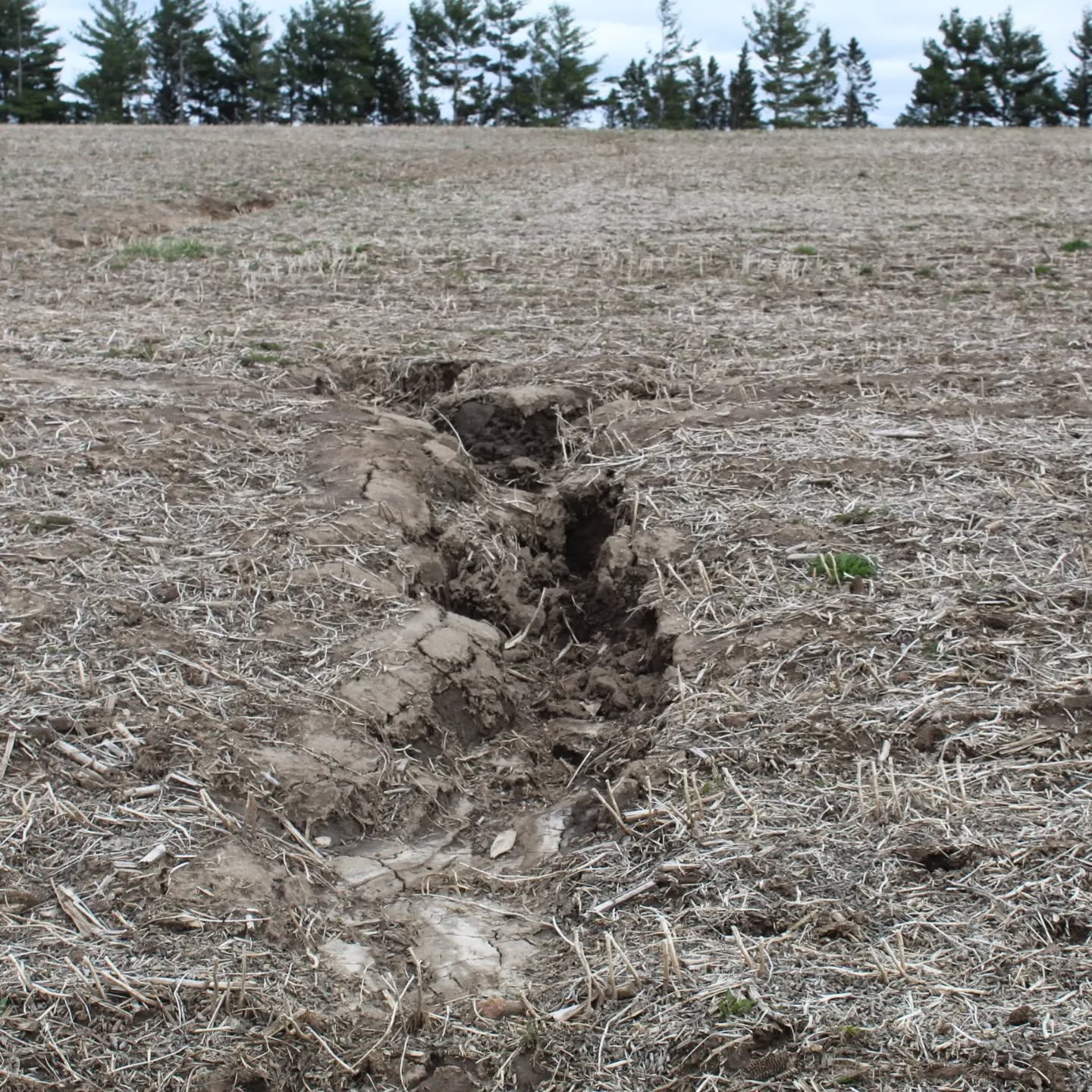 NRE is overseeing the conversion of this agricultural field in Winona County, MN, as native prairie species are being planted in this field this growing season. Significant gullies are present as a result of conventional tillage practices being implemented over the years. Native vegetation will help lock the soil in place and reduce erosion. The native vegetation will also provide excellent bedding habitat for white-tailed deer, nesting habitat for waterfowl and other prairie bird species, and habitat for pollinator species such as butterflies and bees. Stay tuned for updates throughout the growing season. #ecologicalrestoration #nativevegetation #nativerangeecological