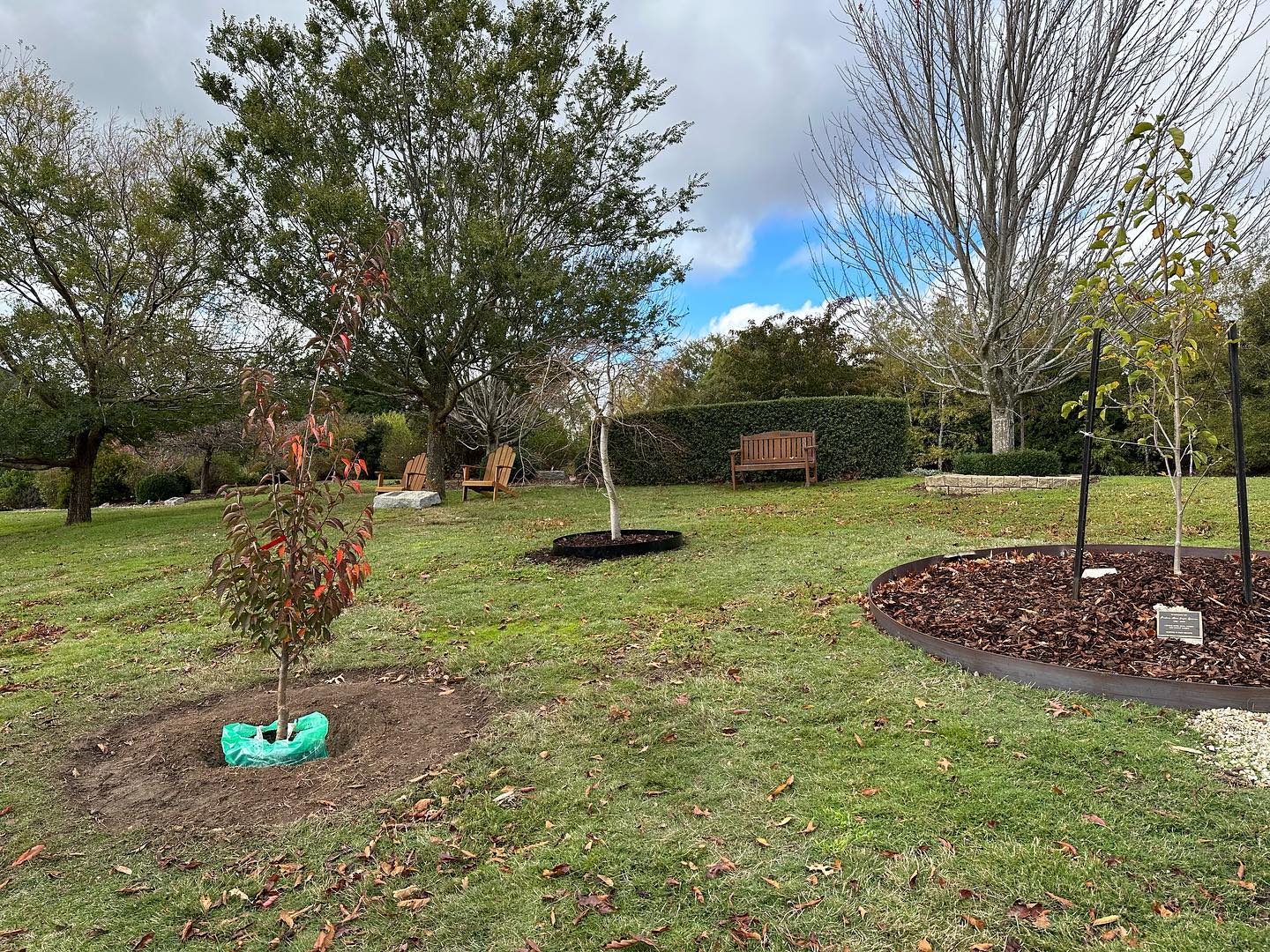We love planting new family trees! Blossom Prunus incam ‘First Blush’ @mtwilliamadvancedtreenursery
#cemetree #memorialtree #macedonranges