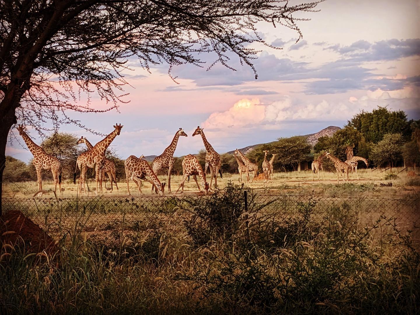 Beautiful sundowner. Thank you Carola for sharing this stunning picture!
#gazzellatours #unforgettablejourney #safetravel #namibiaroadtrip #stunningroadtrip #travelagentnetwork #travelagentnamibia #travelagentbotswana
#beautifuldestinations #traveltheworld #travellove #travelling #travelsave #travelmore #viaggiaresempre #traveladvisor #letstravel #traveljournal #giraffe