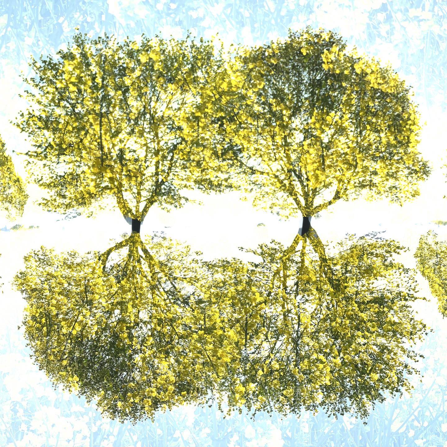 … BLOSSOMS & TREES … #experimentellefotografie #multiexposure #nophotoshop #incamera #mehrfachbelichtung #visualart #fineartphotography #abstractart #inmotion #experimentalphotography #motion #fineart #ilovehannover #artography #camerapainting #sun #lettherebelight #sunlight #celebrationoflight #ontheroad #trees #beautyofnature #driveby #walkbyshooting #sun #treeart #sunlover #spring #rapsfeld #yellow