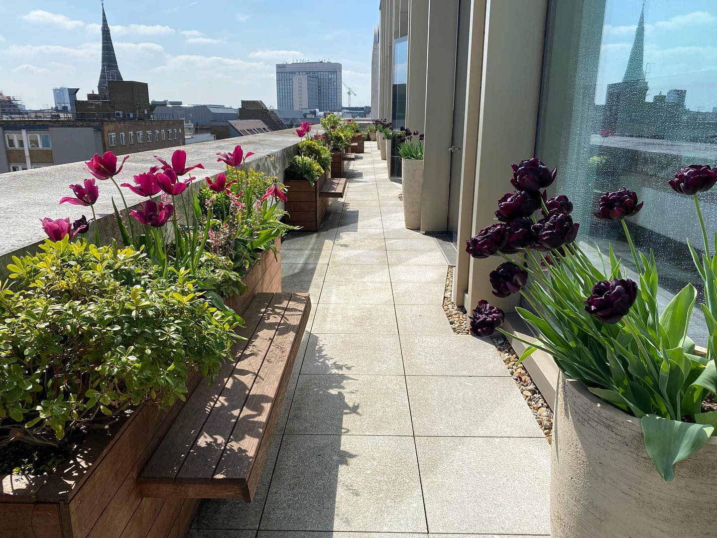 Our London roof top planting is having a good spring. Corridors of pollen through the concrete. #rooftop #roofgardens #spring #springflowers #tulipseason #gardendesigner #bees #landscapephotography #biodiversity