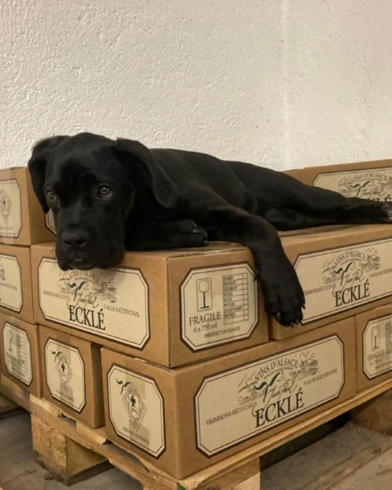 Le Pinot Noir Vieilles Vignes est de retour !!!!🍷 Et bien gardé 😜