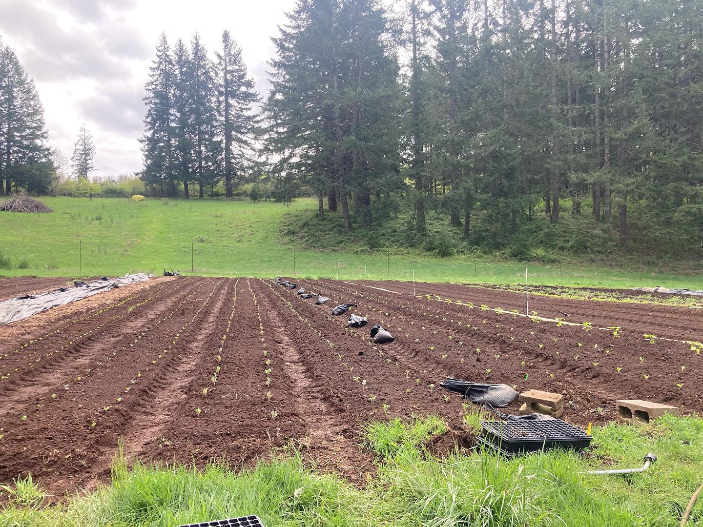 Happy May! I’ve received so much amazing support from friends this week - from hauling my tiny house to the farm, to planting out more cabbage and broccoli, as well as the first row of mixed culinary and tea herbs and cut flowers, to sharing delicious meals and even doing some of my long neglected landry! Heart is feeling quite full. It’s going to be a dynamic week, and hope we can fully prepare for the change in season.
