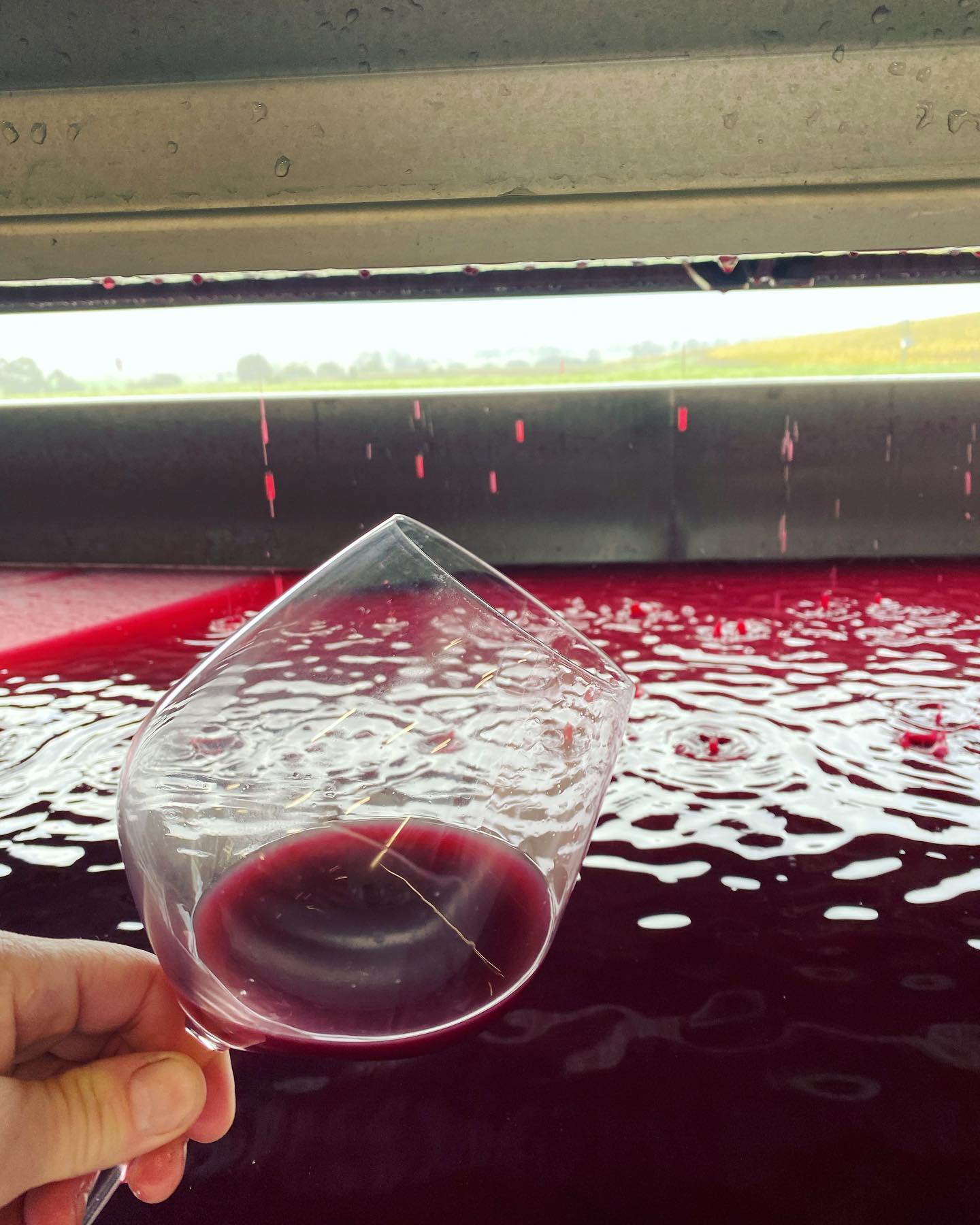 Pressing Nebb in the nebbia. Tastes better than my tea even this early in the morning. #Nebbiolo #wineyarravalley #pressing #colour #dayjob #itsbeautifulouthere
