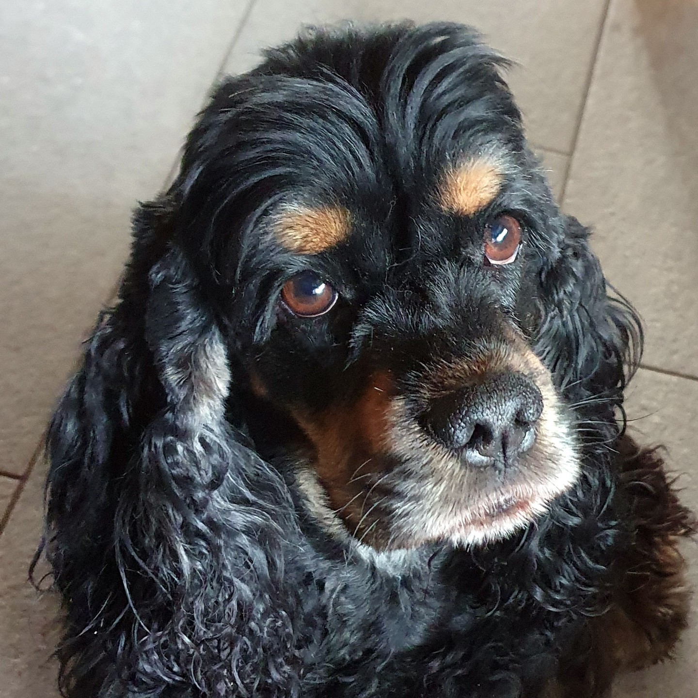 Finja hat nicht nur einen trächtigen Blick....
Das Treffen mit Shooter trägt Früchte 😊
Wir erwarten im Juni Welpen von
Fabelsfee Breaking the Bank x Cold Case Lagertha
Finja not only has a pregnant look....
The meeting with Shooter has been successful 😊
We expect puppies in June from
Fabelsfee Breaking the Bank x Cold Case Lagertha
#americancockerspanielpuppies
#americancockerspaniel
#dogsofswitzerland
#cockerlovers
#puppiesofinstagram