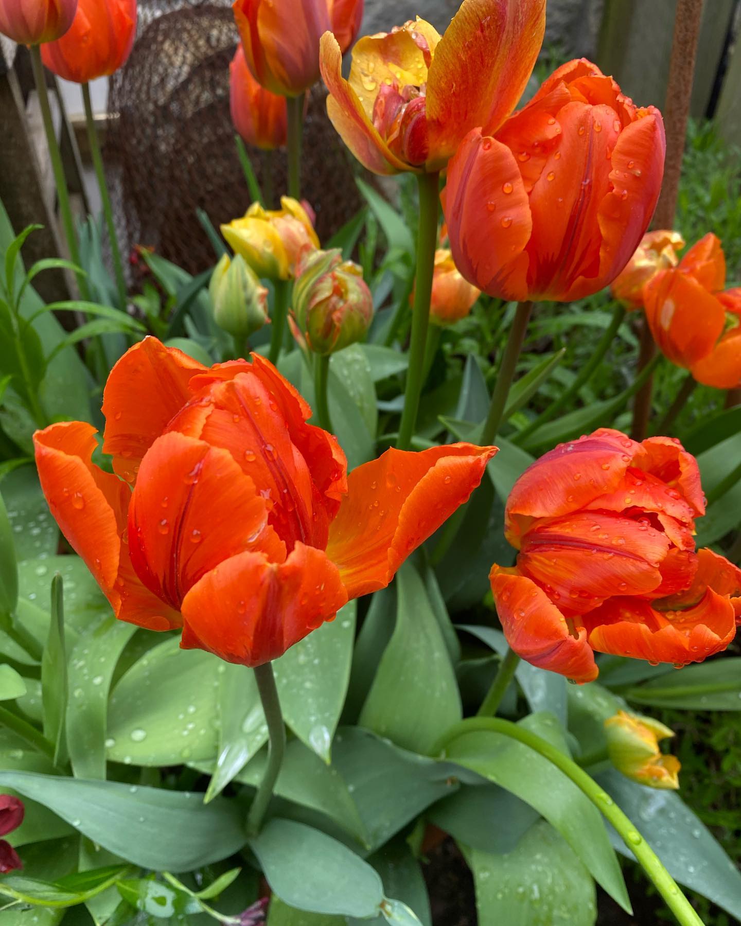 Glorious tulips! – Is that wonderful time of year where you can inject a bit of alternative colour into your garden. Annual bulbs give you a chance to ring the changes and spice up the spring with vibrancy. This year has been a spectacular year for tulips. Here are the some of the ones I chose for my garden this year. #tulips#springgarden #vibrantcolors #springbulbs🌷 #fiboylegardendesign