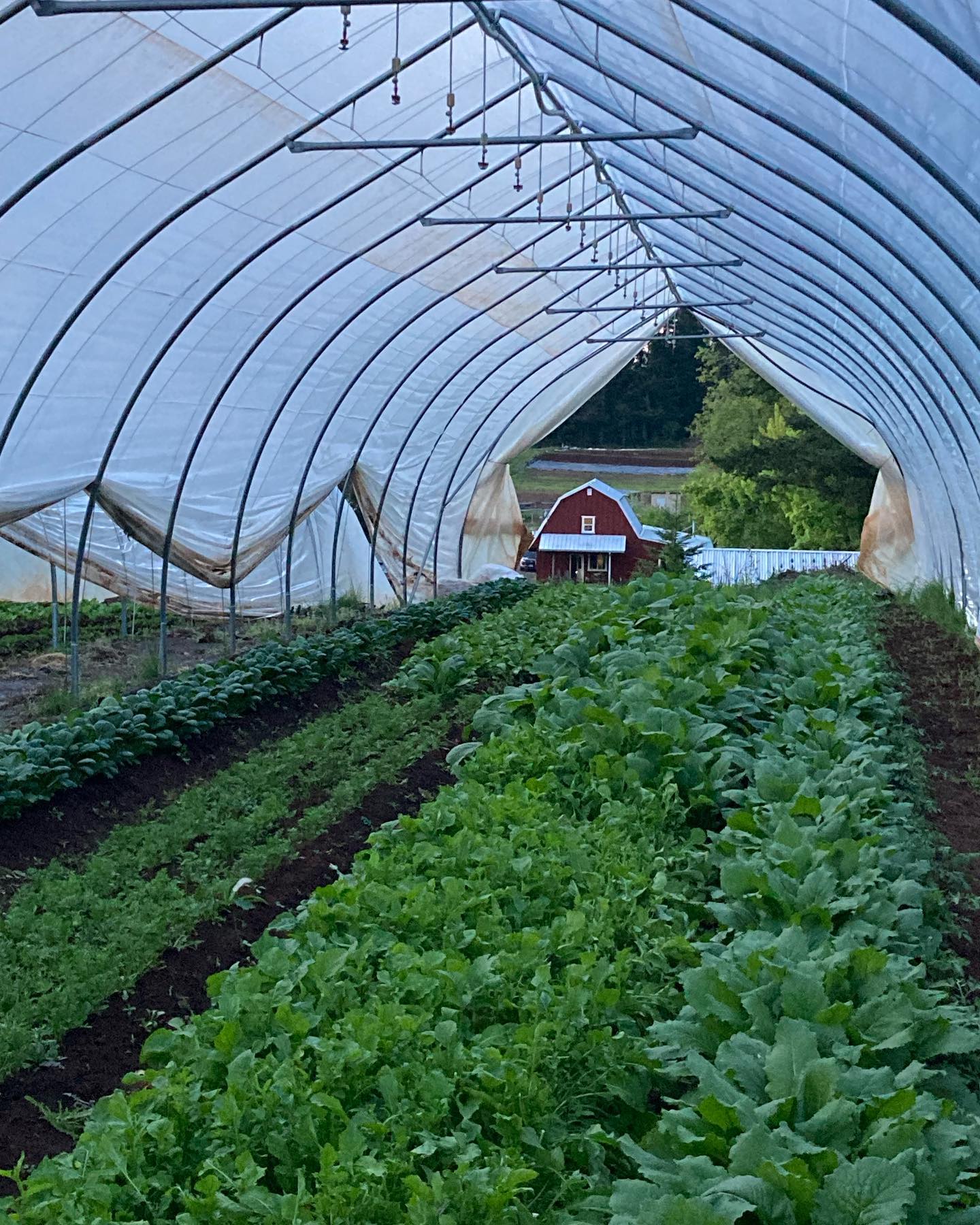 Can’t wait to see you at the Silverton Farmers Market again this Saturday the 13th, the first outdoor market!! We’ll have lots of greens and salad fixings - lettuce mix, arugula, salad turnips, scallions, mustard greens, and microgreens.
