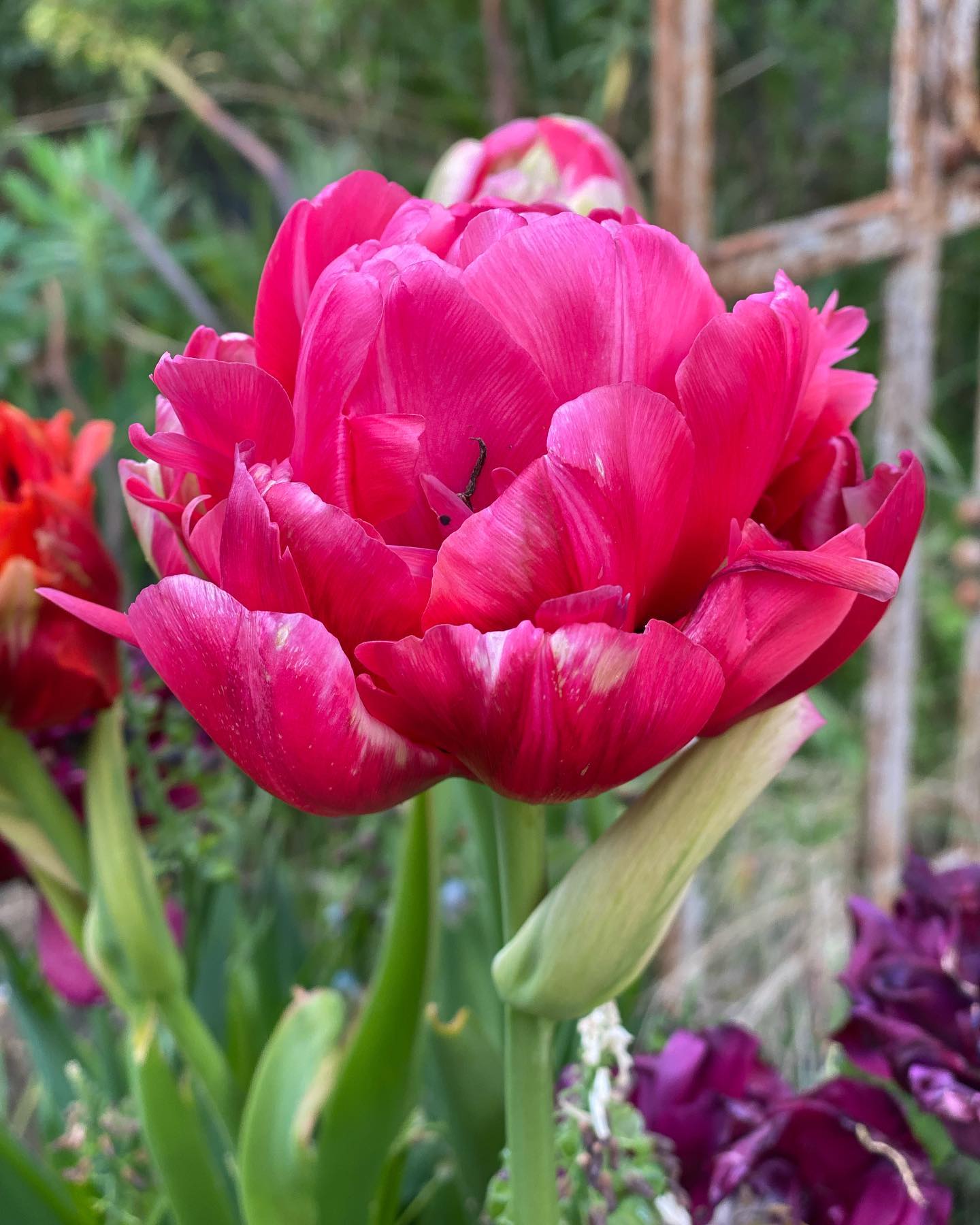 Last of the tulips 1. Renown Unique 2. Copper Image 3. Charming Lady 4. Danceline 5. Carnival De Nice #tulips #tulipfever #springplanting #spring