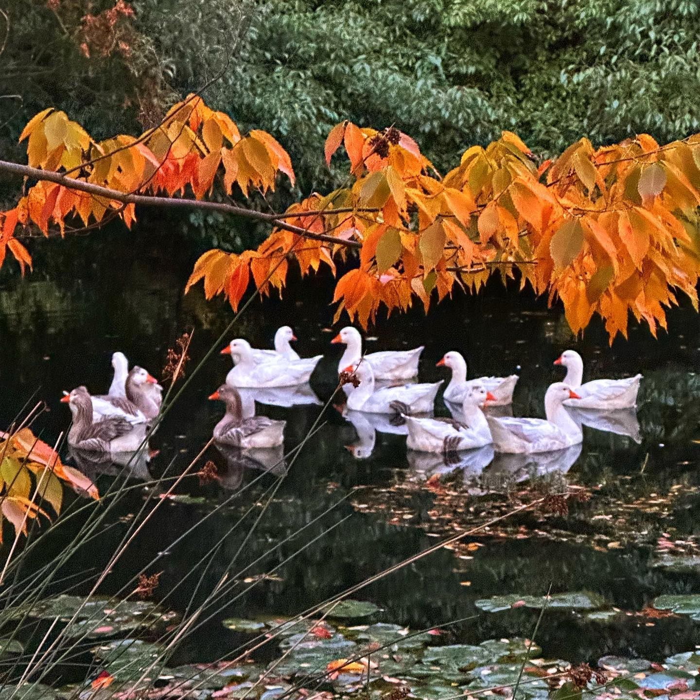 Serenity as the sun goes down… #cemetree #macedonranges #geese
