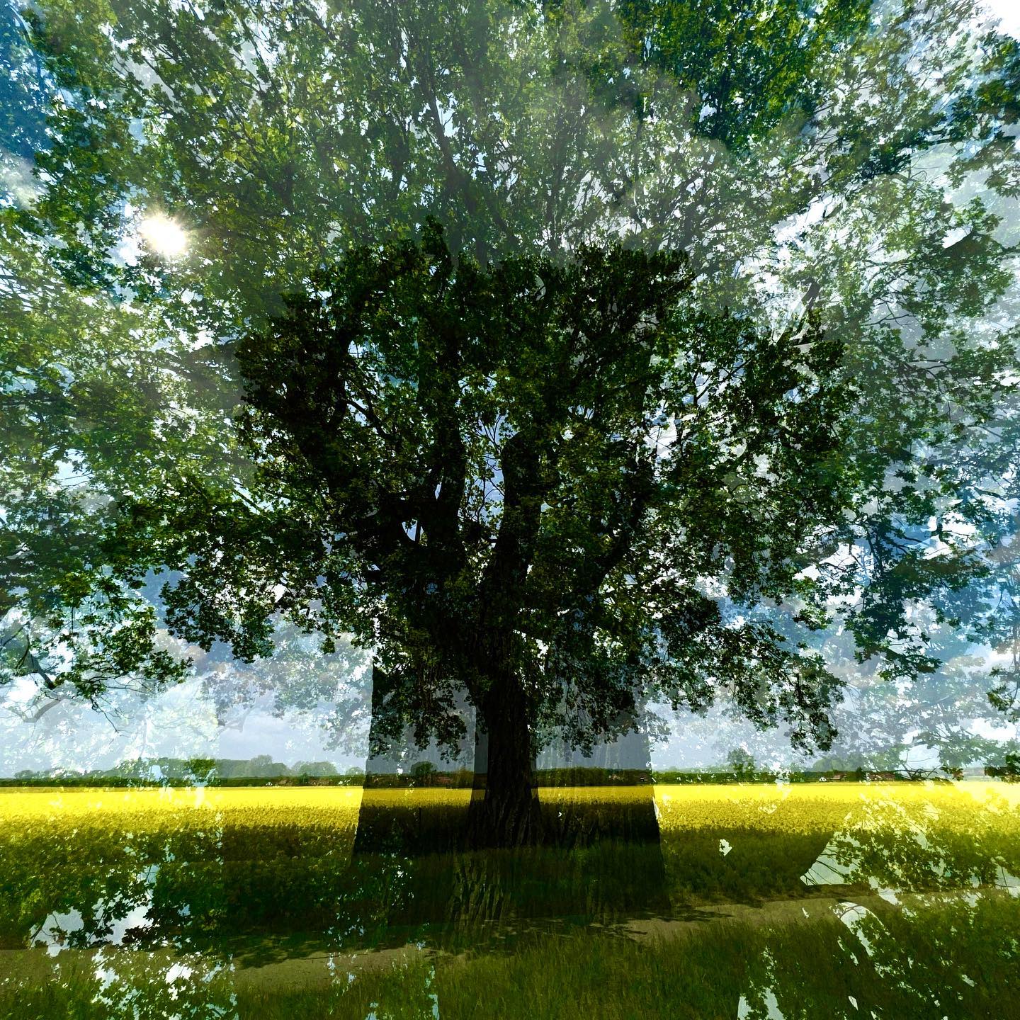 > RUHERAUM < Unter dieser alleinstehenden uralten Eiche steht eine Bank zum verweilen und ausruhen. Ein herrlicher Platz! #experimentellefotografie #multiexposure #nophotoshop #nofilter #mehrfachbelichtung #visualart #incamera #fineartphotography #wallart #abstractart #inmotion #experimentalphotography #art #motion #artoninstagram #fineart #ilovehannover #artography #camerapainting #sun #sunset #oak #oldoak #beauty #sunlight #celebrationoflight #ontheroad #tree #beautyofnature #rapsbluete