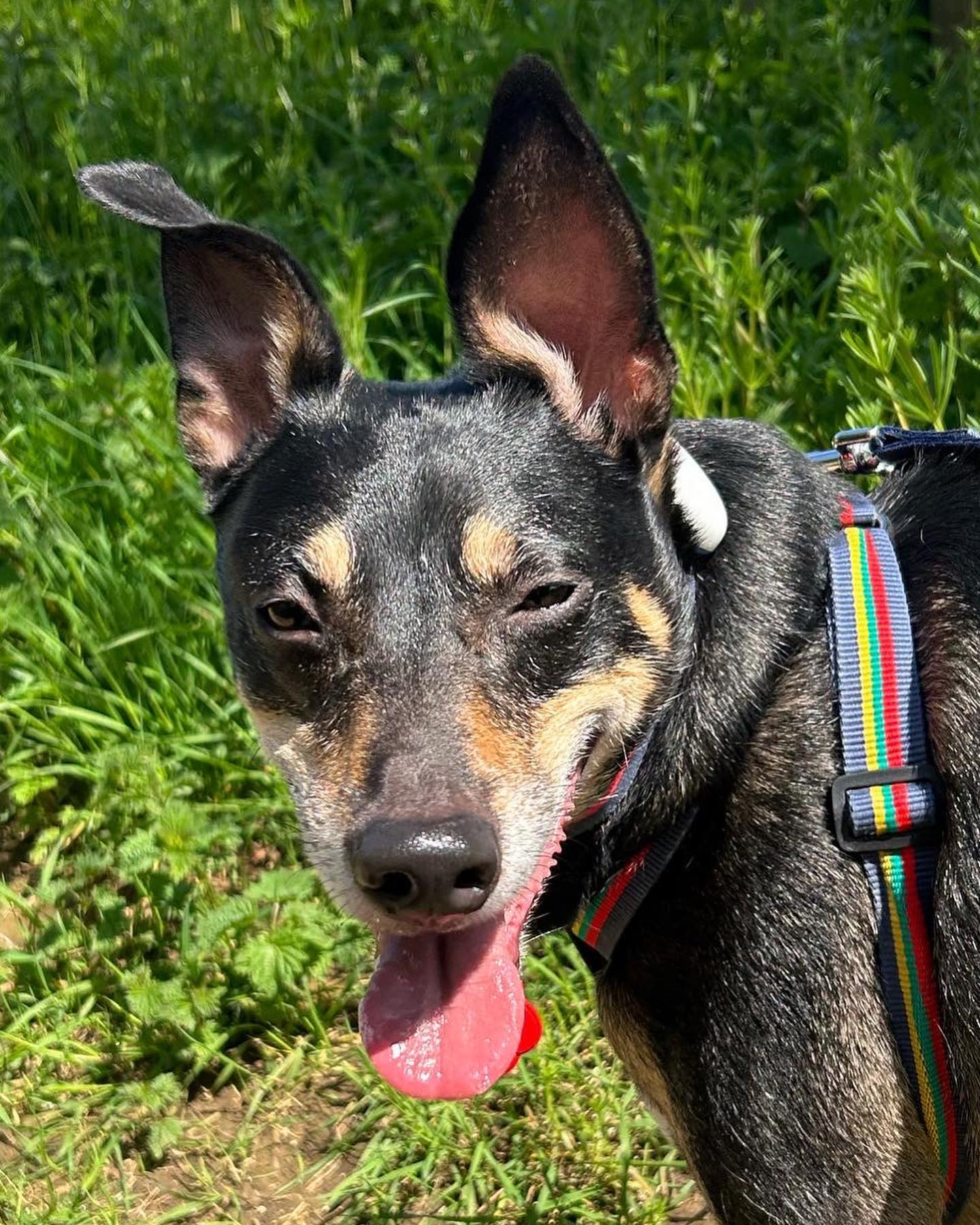 Bluebell hunt with this handsome fella