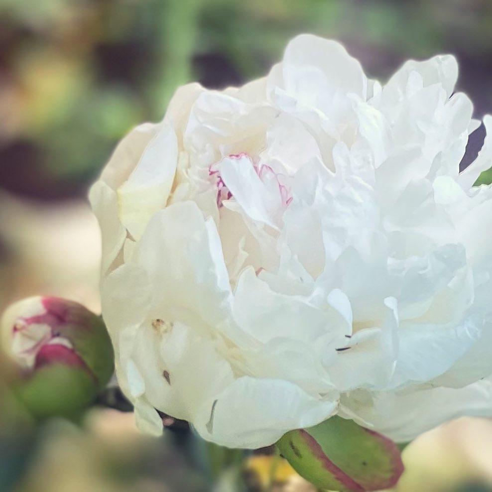 Miss Mafo’s peony….we were incredibly lucky to be chosen by the Laughter family to be the next to tend this land and call the house that they built home. This peony was planted by Mrs. Laughter and always blooms at Mother’s Day. I usually make a bouquet for her daughter with the blooms, and when possible she comes to the farm for a Mother’s Day visit. This Sunday we got to do both! I love our “porch time” together, and hearing stories about her mom and life growing up here on the farm. Grateful to be the current human blip traipsing these ancient mountains, and concious that not all who have lived here left willingly, and that these hills hold heartbreak and bloodshed along with beauty and love. Trying to hold it all, with both hands.
#appalachianmountains #land #remember #mothersday #peony #heirloomflowers #thelandremembers