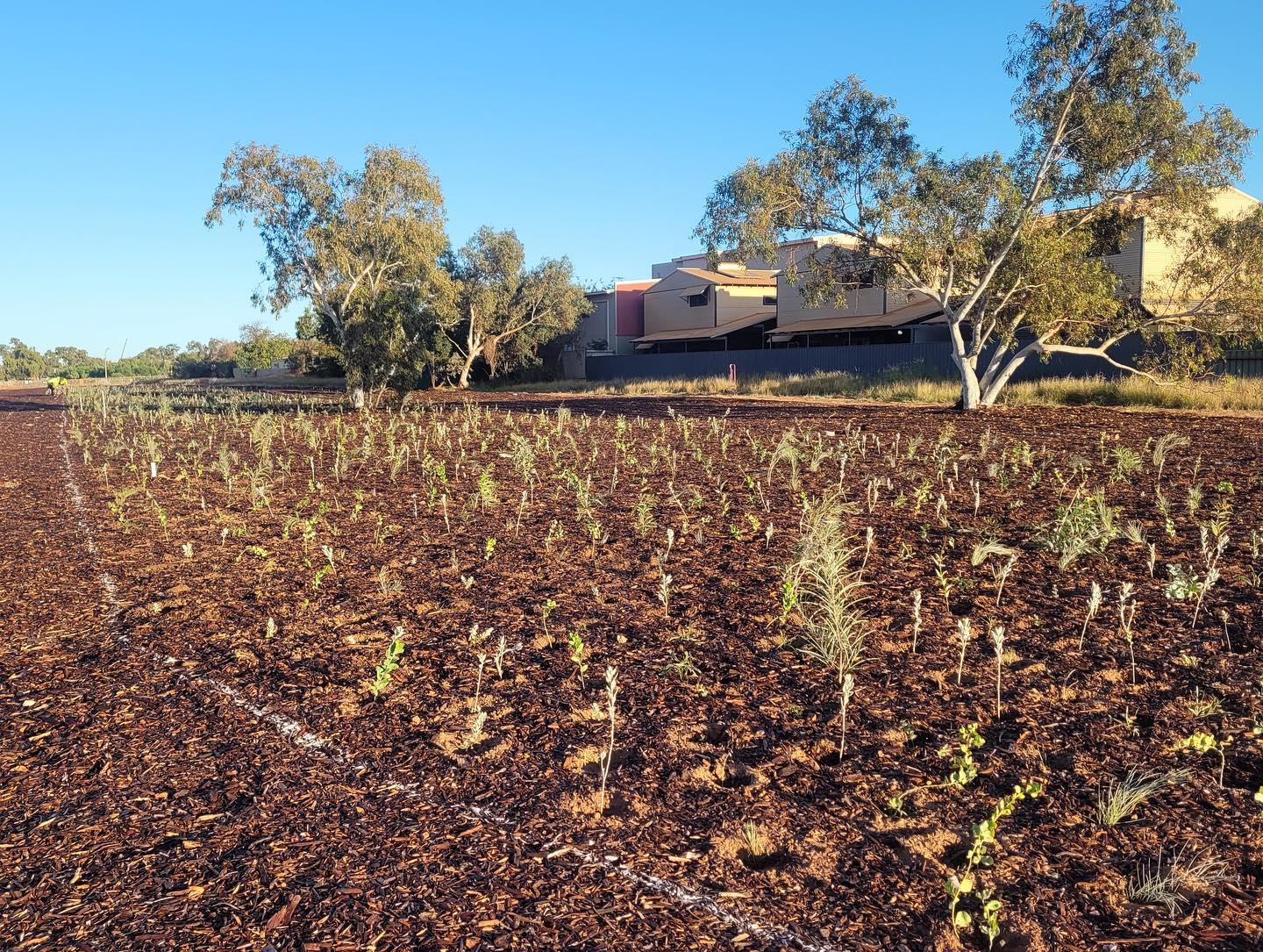Thanks to everyone who participated in our guessing game! š³šæ We're excited to reveal that we planted 75,000 plants in this beautiful landscape! šš± We're so proud of our team for their hard work and dedication to helping to restore this area to its natural beauty. Check out these photos to see the amazing transformation and work that went in along the way šæš #treeplanting #environmentalrestoration #natureconservation #greeninitiative #replantingourfuture