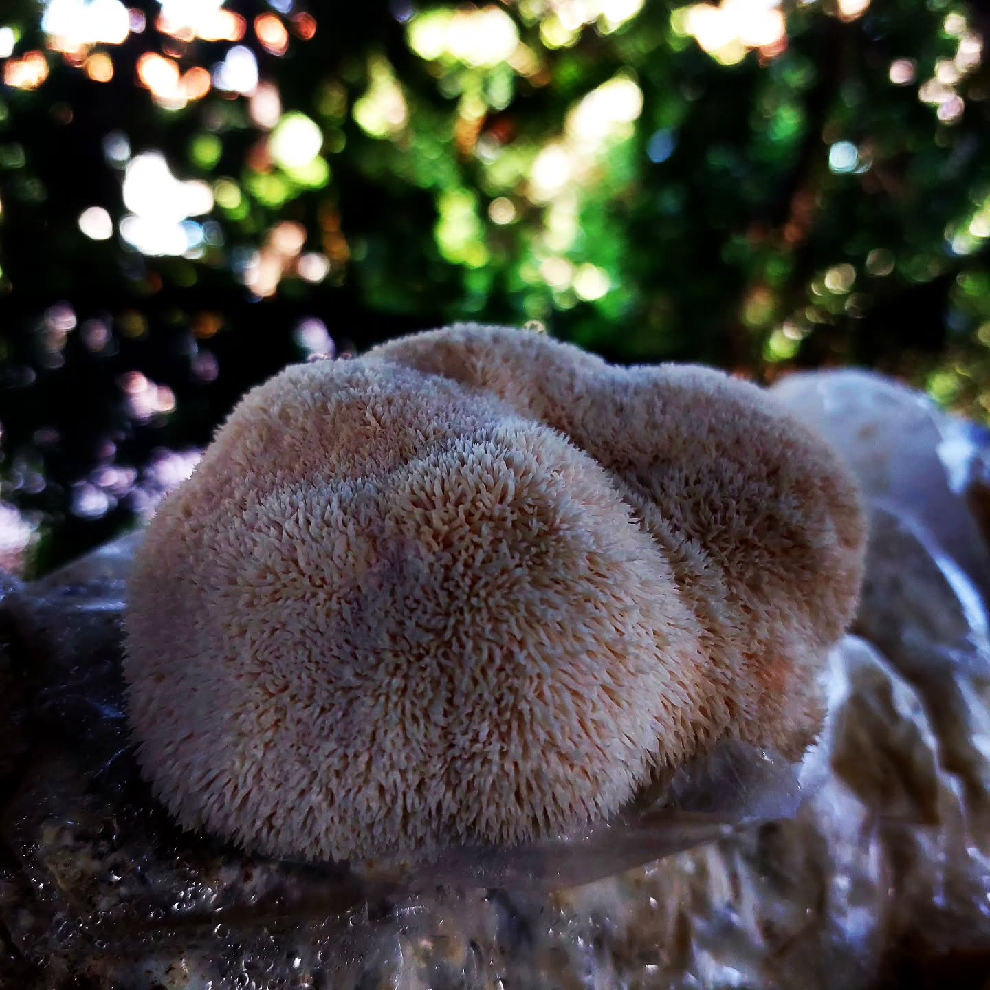 #hericium
#lionsmane