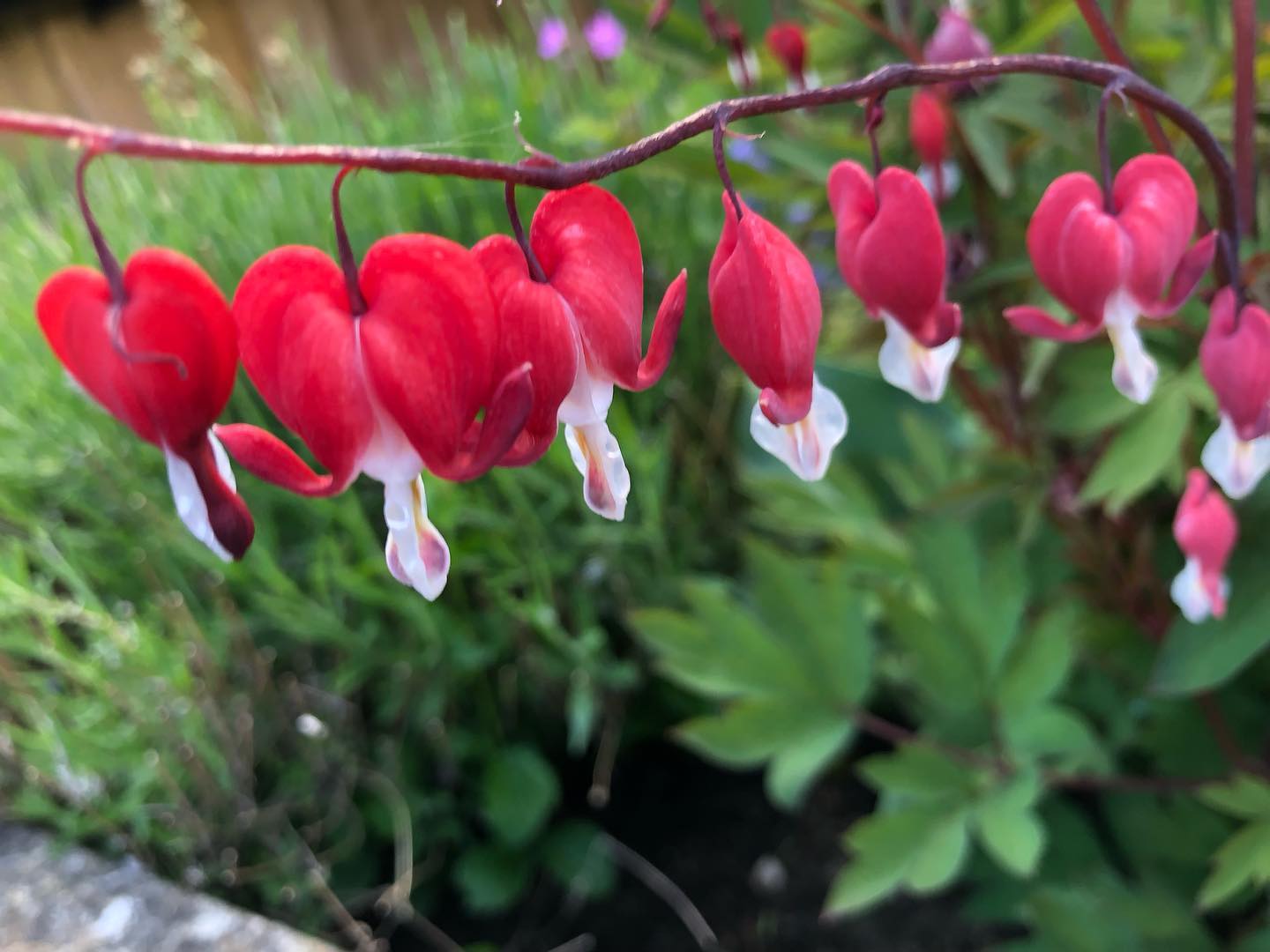 Nature finds its way to offer beauty with incredible vibrancy new life joy - powers up my wellbeing :) xx