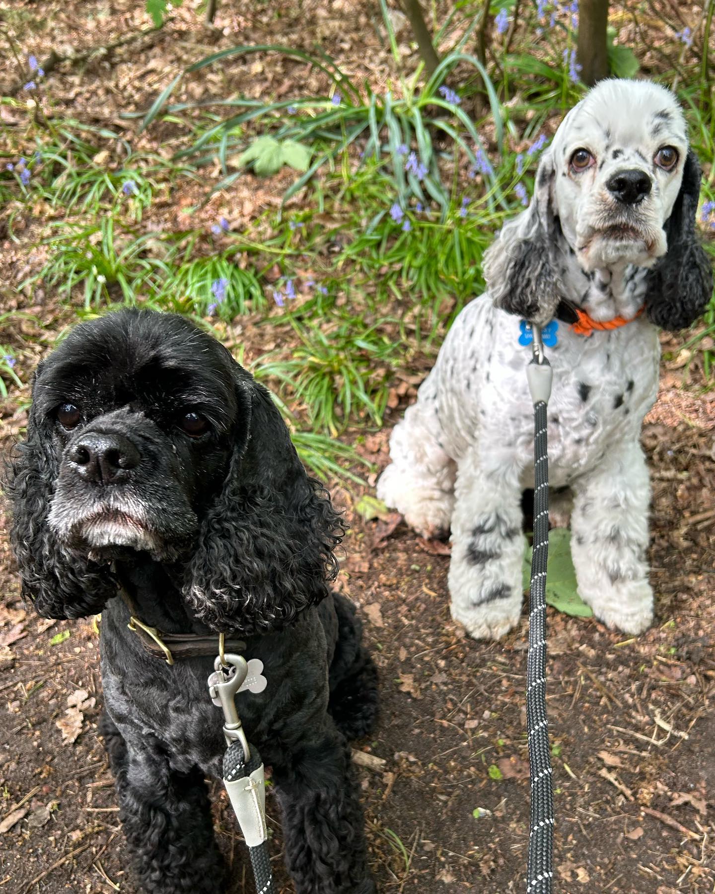 Out with these 2 gorgeous babies this morning and it’s actually not raining 🤣🥳. The curse has been broken !