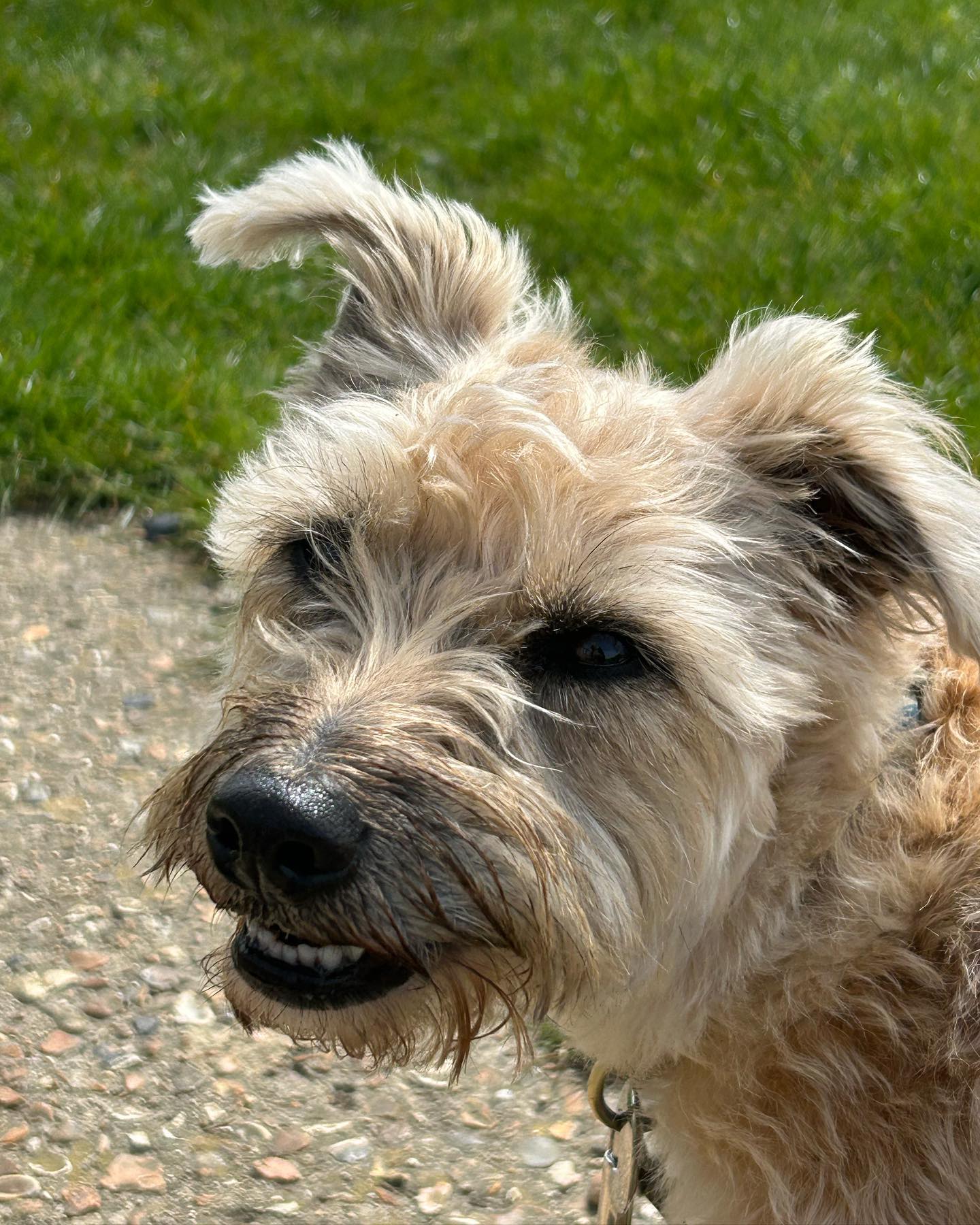 Seaside and woodland combined for this little ladies walk today 🐶☀️