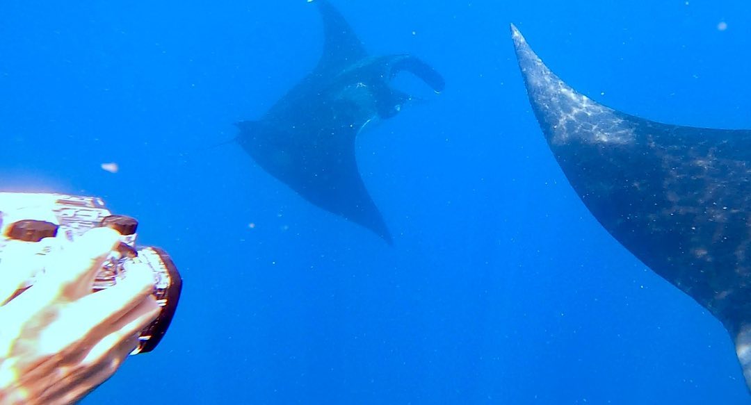 📸 Behind the Scenes! Check out these awesome stills from our upcoming documentary 'Manta Watch - Discovering Aotearoa's Gentle Giants.'
🌊 Did you know, you can now grab tickets to cinema screenings of this doc, just in time for Worlds Ocean Day?
🎟️ Claim your tickets via the cinemas below, or follow @mantawatchnewzealand for updates on future screenings around Aotearoa, NZ.
• 29th May, Tryphena, Aotea BarrierSocial Club Island Screens
• 2nd June, Matakana, Auckland Matakana Cinemas
• 5th June, Whangarei Hihiaua Cultural Centre
• 6th June, Kerikeri Cathay Cinemas
• 8th June, Mission Bay, Auckland (TBC)
• 9th-10th June, Whitianga MTC - Mercury Twin Cinemas - Whitianga
#BTS #Manta #oceanicmanta #aotearoa #documentary