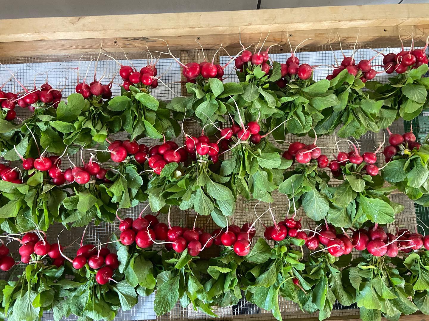 Come and get ‘em tomorrow from 9:00 to 1:00 at Bissel park!
Get two fresh bunches of radishes for just $5.00 or one for $3.50. Harvested this morning!
Also tons of greens and Hakurei turnips available!!
Come rain or shine!!