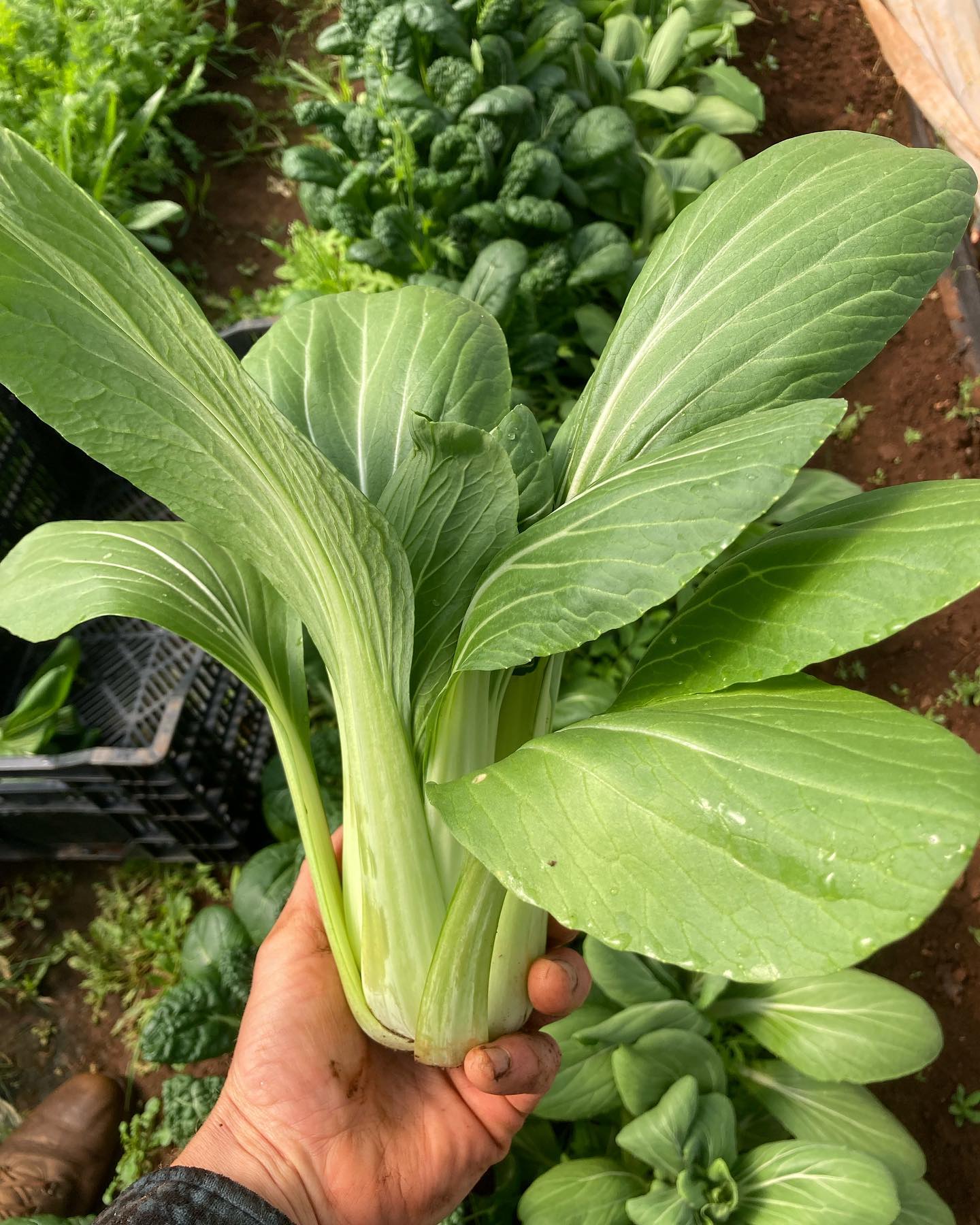 See you at the @silvertonfarmersmarket tomorrow from 9-1! We’ll have lots of salad mix, pac choi, sweet salad turnips, mustard greens, and tat soi.