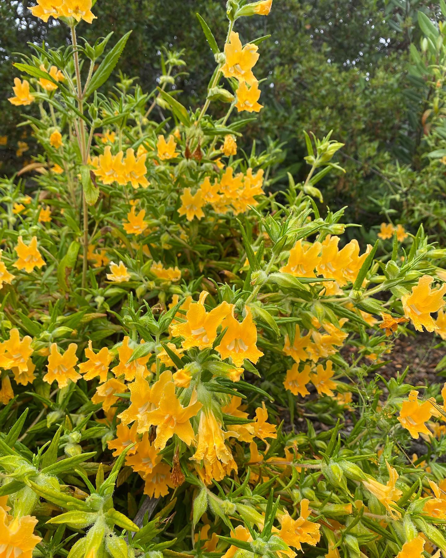 Diplacus aurantiacus (Bush Monkey Flower)
This happy plant is great for habitat gardens. Attracting a wide range of pollinators such as bees, butterflies, birds and hummingbirds! Host plant for the Variable Checkerspot butterfly! Bush Monkey flower also know as sticky monkey flower blooms winter, spring and fall, giving color to your landscape almost all year long. Perfect mid size, evergreen shrub which can be pruned back hard for shape and form. Minimal water once established. :-)
Available now! ๐ผ๐
#nomonkeybusiness #nativeplantsrule #canativeplants #chaparral #coastalsagescrub #oakwoodland #habitat #restorehabitat #pollintorgardens #moosacreeknursery