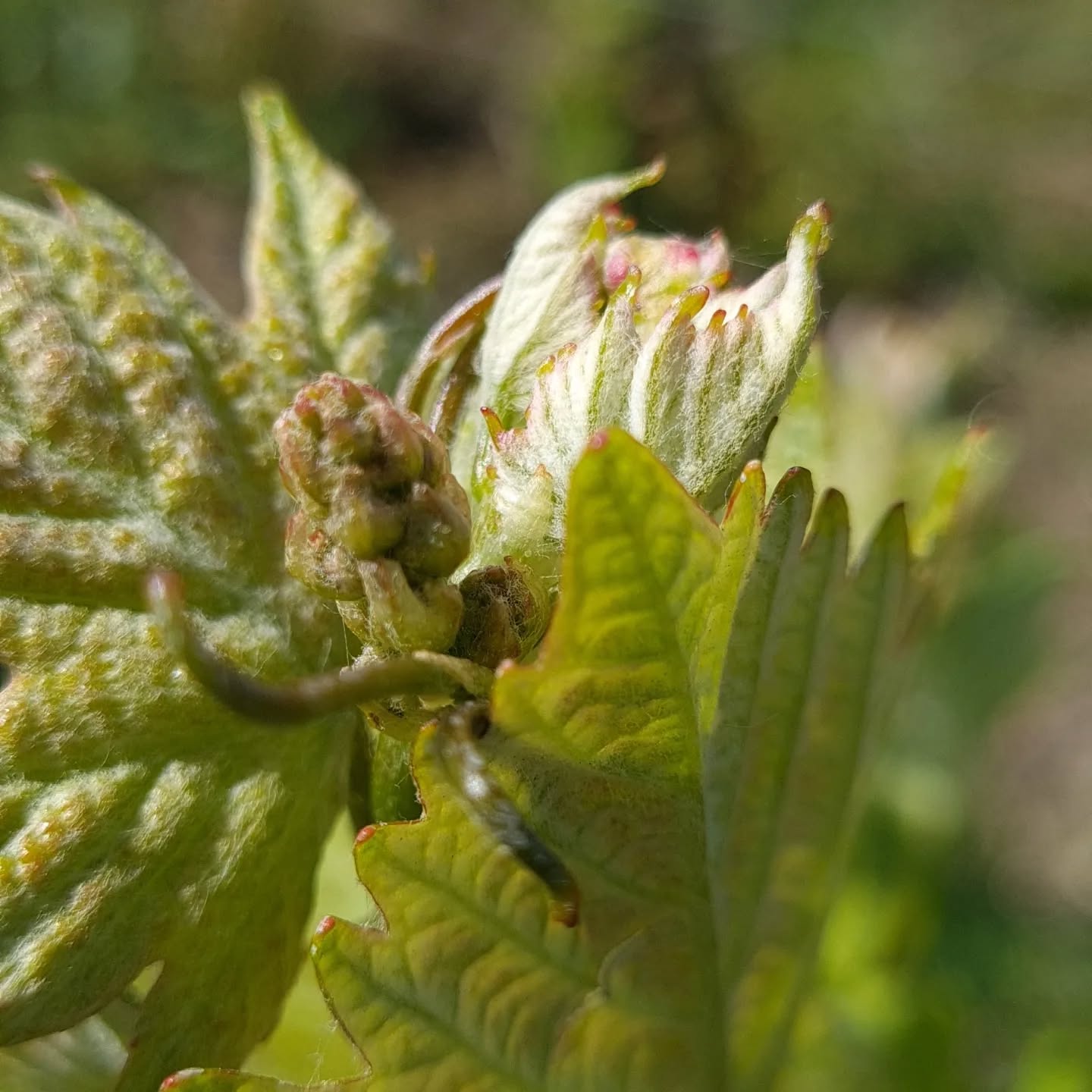 Pousse de la Vigne
#champagnelover #grandcru #montagnedereims