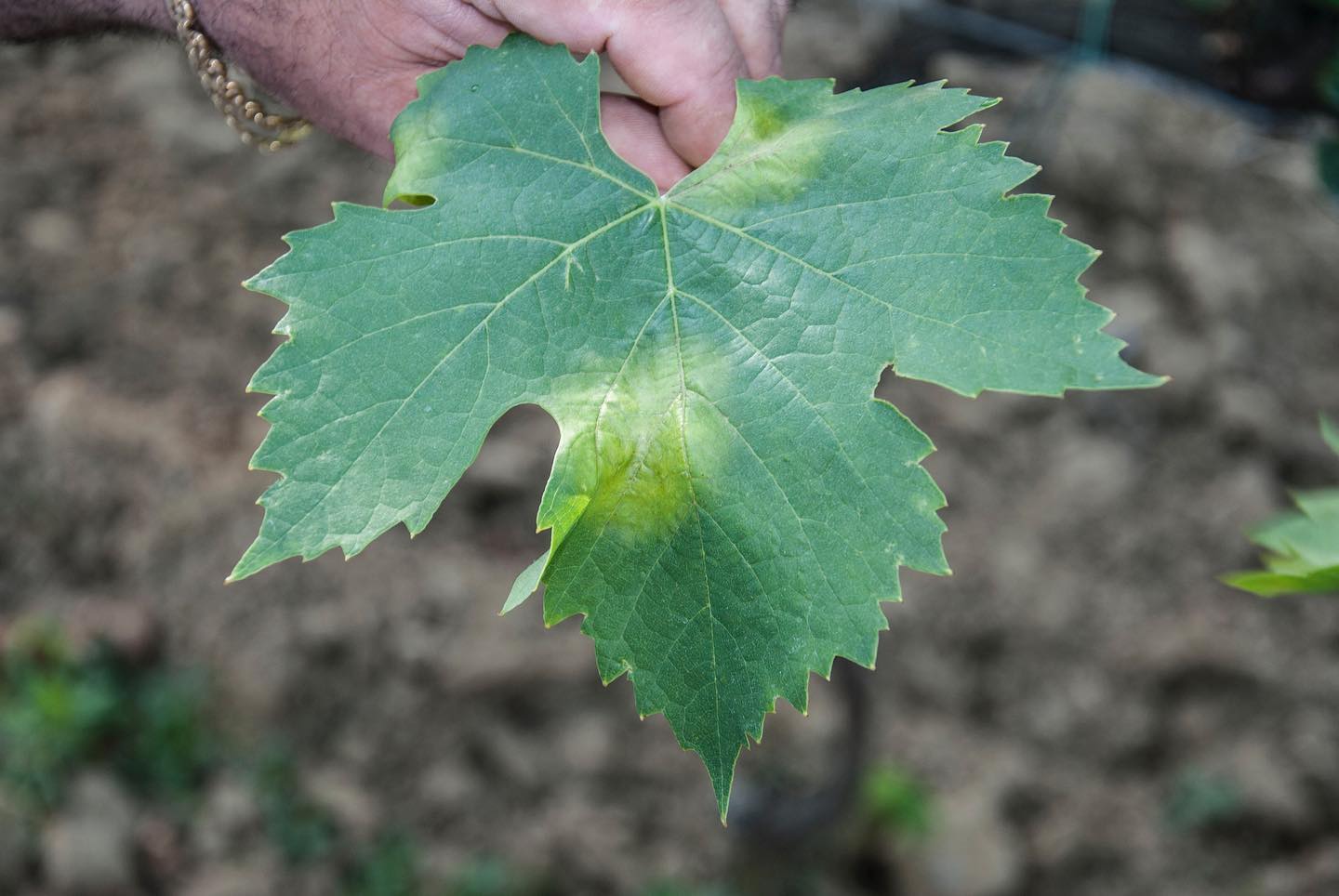 Annata non delle più facili per la #difesadellavite, condizioni ottimali per la peronospora e poche possibilità per trattare. Parliamo della #peronospora in questo articolo https://shorturl.at/hvLM4
#viticoltura #peronospora #vigneto #agronomo #fitopatologia