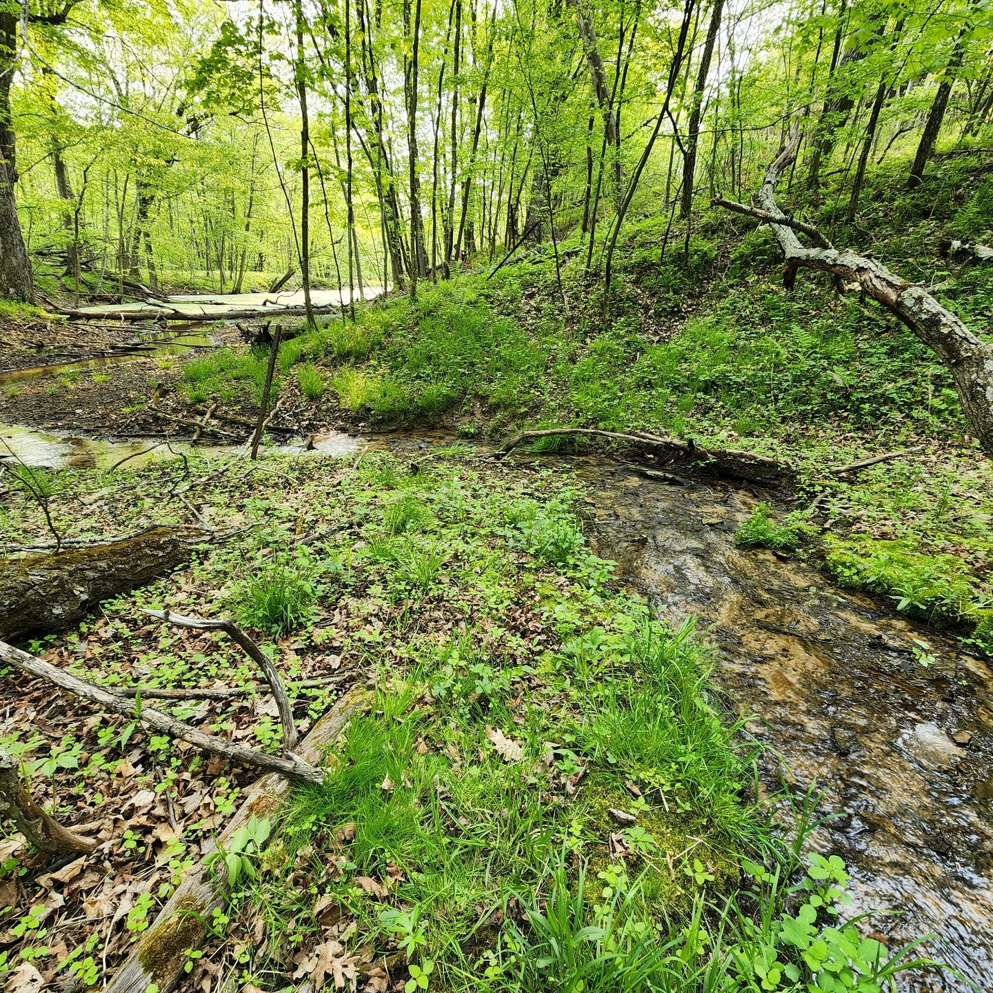 NRE Celebrates #NationalBiologicalDiversityDay today. NRE is passionate about increasing biodiversity on the landscape. Increasing the diversity of native vegetation helps improve the air quality, water quality, and soil quality. These key elements are the foundation of healthy ecosystems. These foundational elements help inspire our logo. It is NRE’s philosophy to foster biodiversity in ecological landscapes throughout the Midwest. #EcologicalRestoration #NativeRangeEcological #Conservation #Biodiversity
