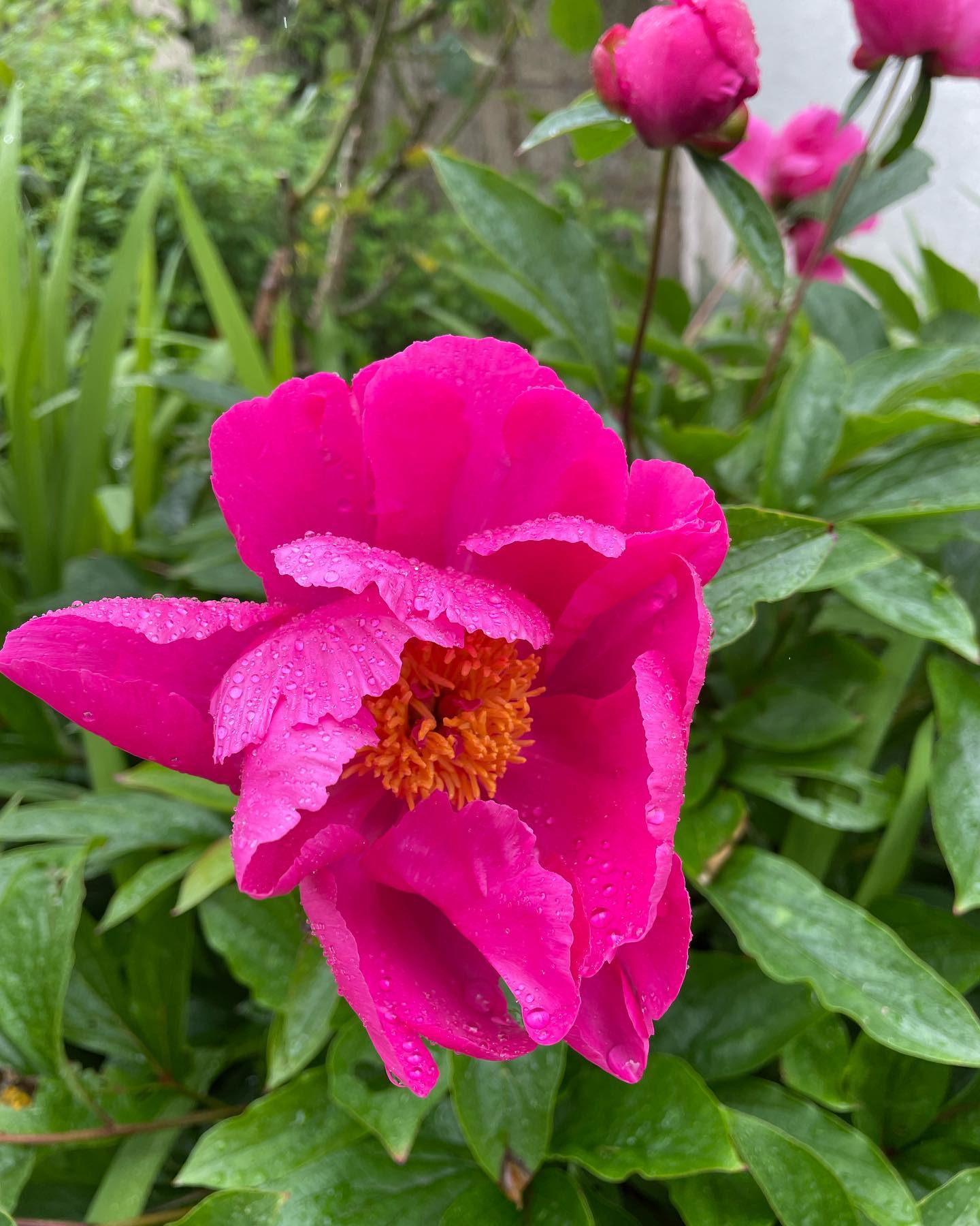 Parce que ce rose m’enchante #inspiration #fleurs #fleur #flower #pivoines #decorationinterieur #nature #naturephotography #peony #rose #jaimelesfleurs #pink