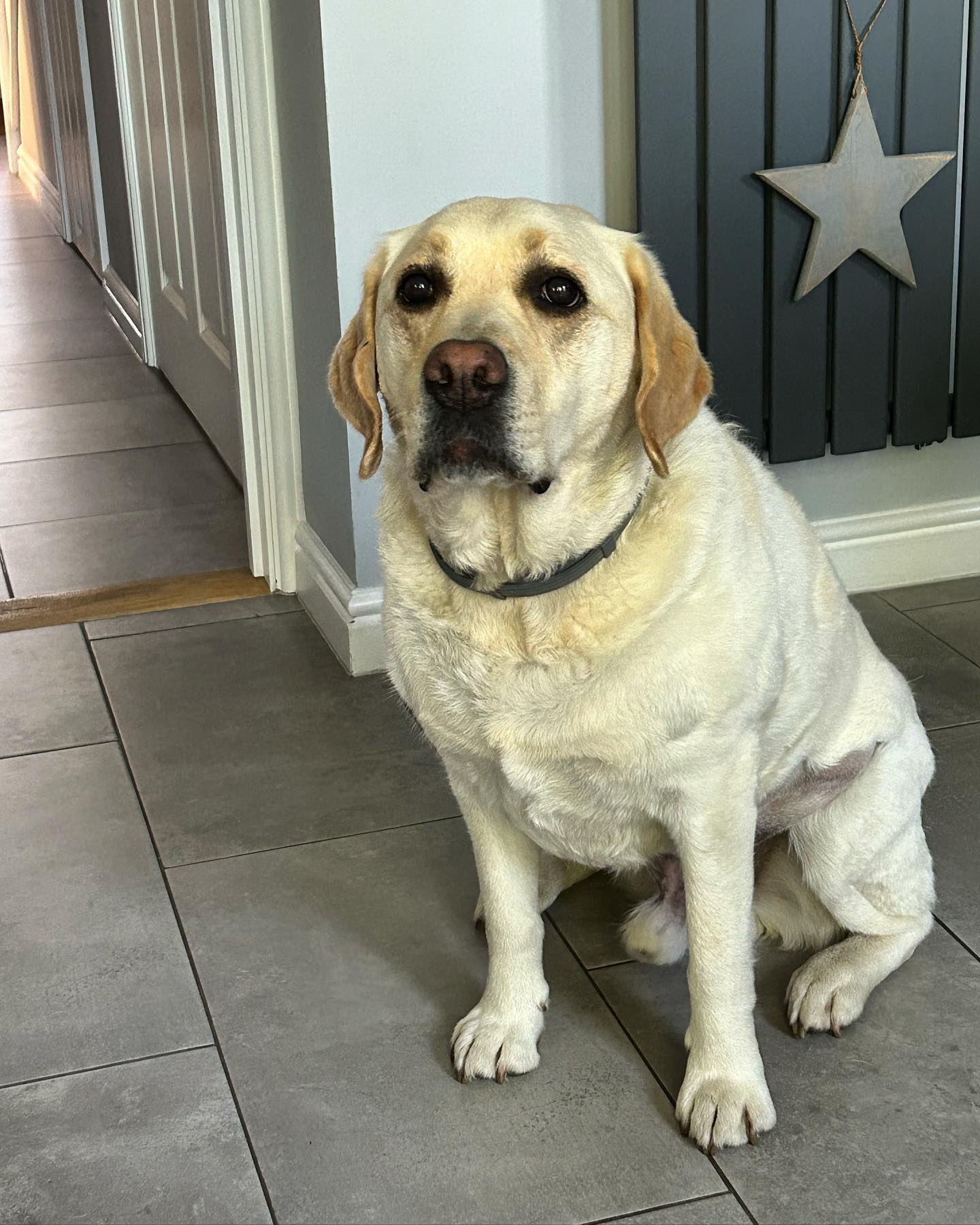 A big welcome to Orwell who joins us today 🐶