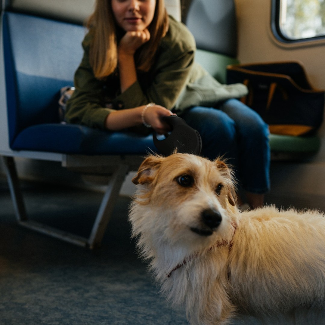 🐾🚂 "Leashin' and Lookin' Fabulous!" 🐶💃 Turn heads on the train with our fashionable dog leash collection! Who says commuting can't be stylish?
Get your pup's paws on the latest trends now! #miloleash #traintails #dogleash #dogsfashion
More info - miloleash.com