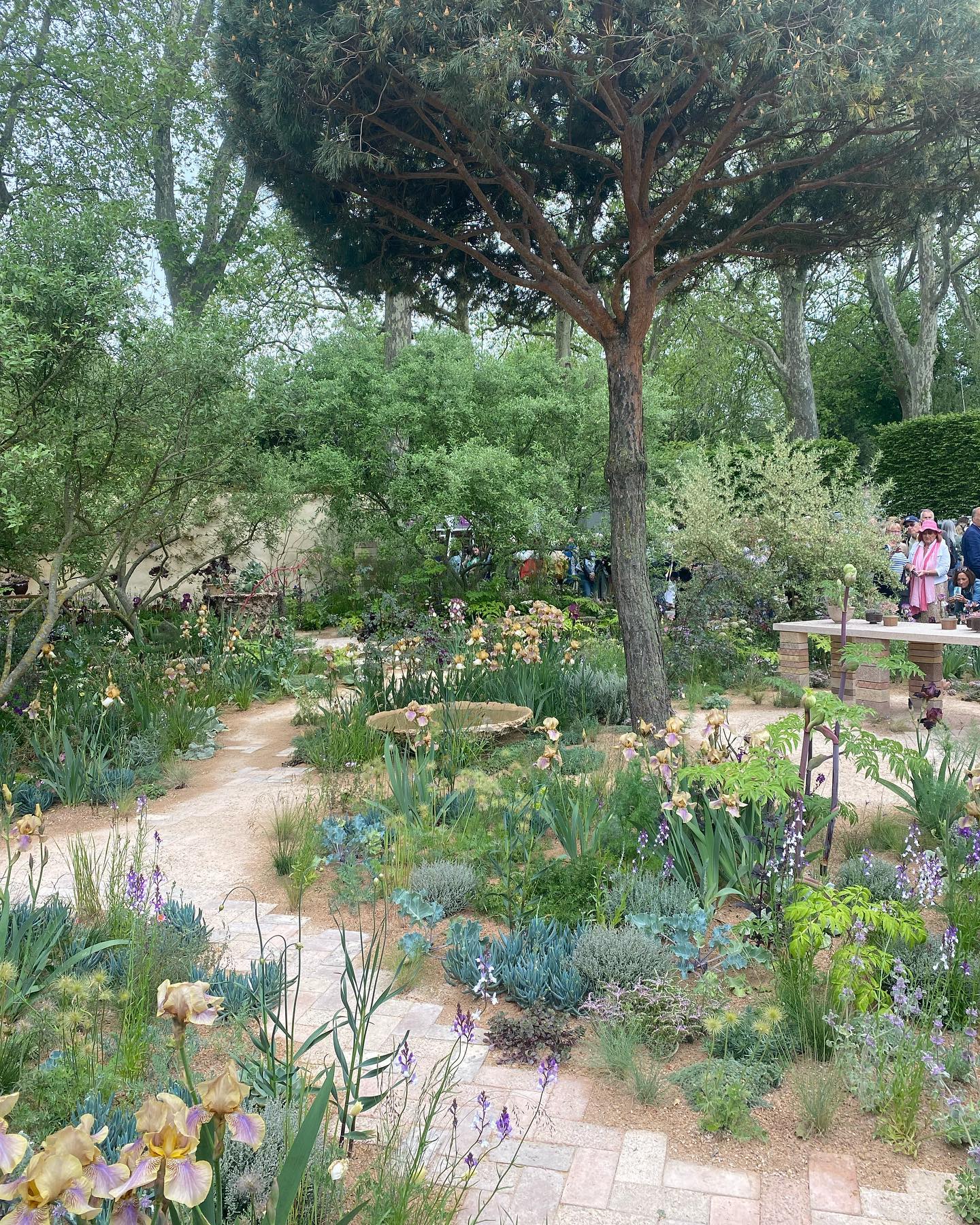 Chelsea 2023 a great day out with some lovely gardens but my favourite was the Cedric Morris garden by Sarah Price. Exquisite colour pallet and wonderfully textured planting. A joy to behold #chelsea2023 #sarahpricelandscapes #cedricmorrisirises #irises #colourpalette #gardendesign #favouritegarden