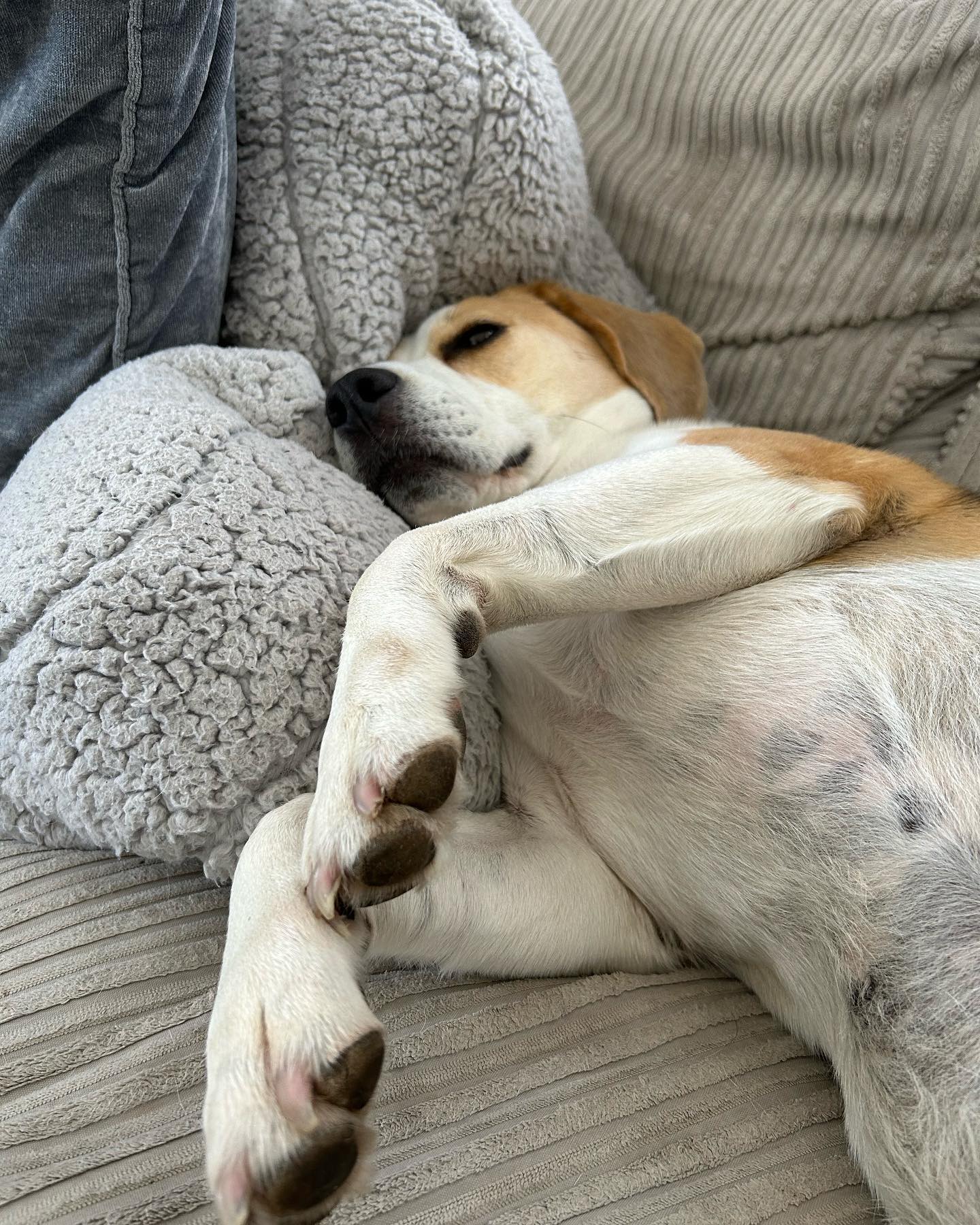 A big Doggy Steps Beagle welcome to Billie 🐶