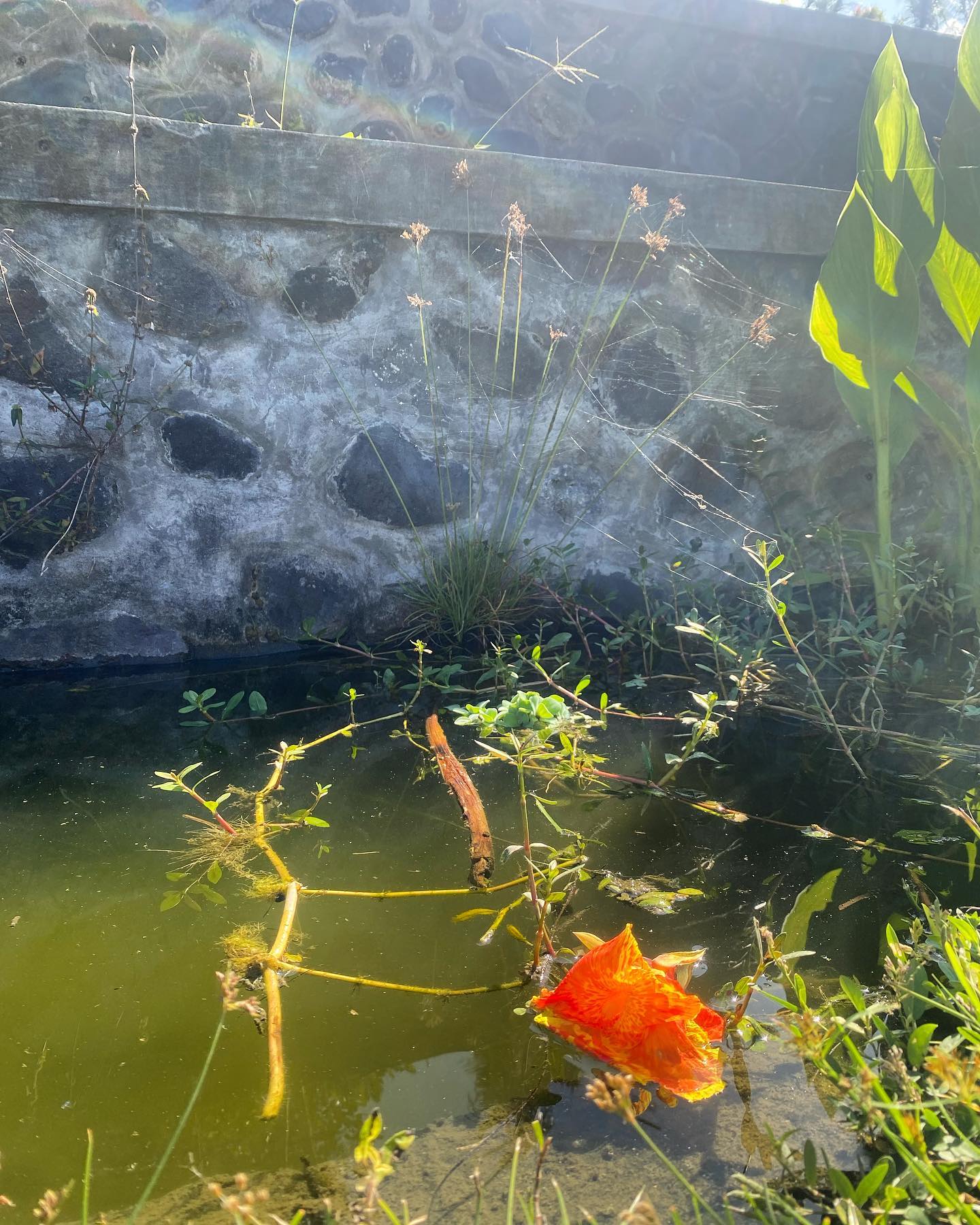 Ce qui repose et croupie peut aussi être joli.
Le Beau est partout.
.
.
.
#repos #stagne #eau #holywater #flower #toiledaraignee #spiderweb #spider #araignee #palais #roi #bali #beau #consciousness #conscience #spiritualite