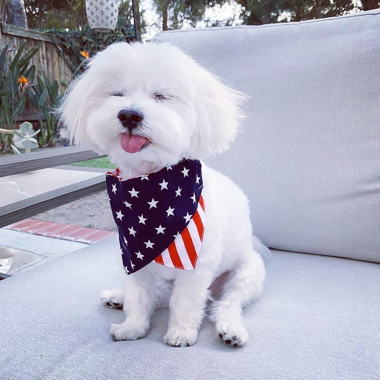 🇺🇸🐾 Celebrate Memorial Day Weekend with The Chill Pup! 🌟🎉
This long weekend calls for relaxation and quality time with your furry friend. Whether you're hitting the beach or having a backyard picnic, make sure your pup is stress-free with The Chill Pup CBD Treats and Crumble.
Share your Memorial Day plans and tag us using #ChillPupMemorialDayWeekend. Let's honor our heroes and enjoy the holiday together! 🐶💙 #MemorialDayWeekend #ChillPupCBD