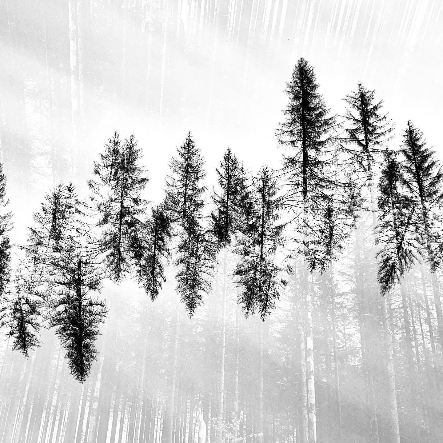 SPITZE(N) #incamera #experimentellefotografie #multiexposure #nophotoshop #mehrfachbelichtung #visualart #fineartphotography #wallart #wandbilder #abstractart #inmotion #experimentalphotography #art #motion #artoninstagram #fineart #harz #picoftheday #artography #tannenwald #naturelover #bnw #blackandwhite #picoftheday #tree #bnwlover #wandern #walkby #einfachmalraus