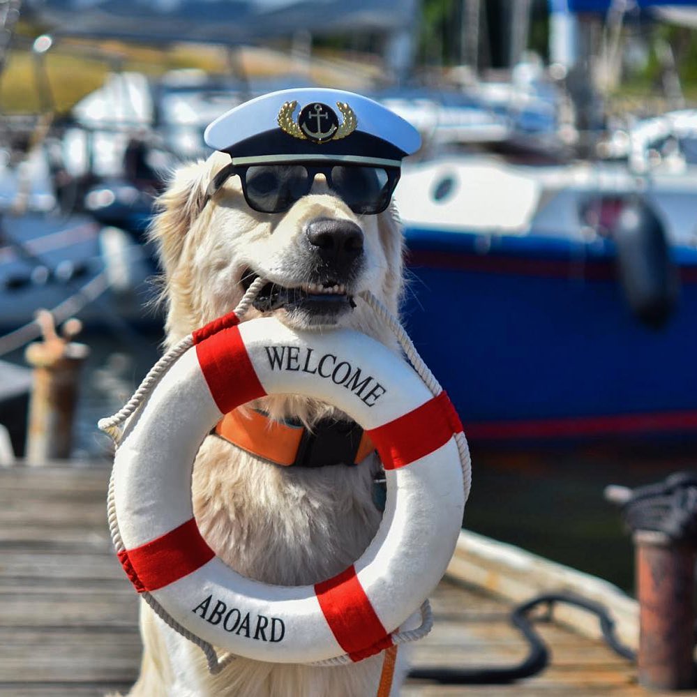 Time to tail the open seas! 🌊Help your pup feel calm while sailing away with 25% off all cbd dog treats 🐶 use code SUNPUP at checkout ⛵
.
.
.
#SailingWithPets #CBDforDogs #CalmSeas #DogTreats #SailAway #CBDDiscount #SunPup #seaadventure