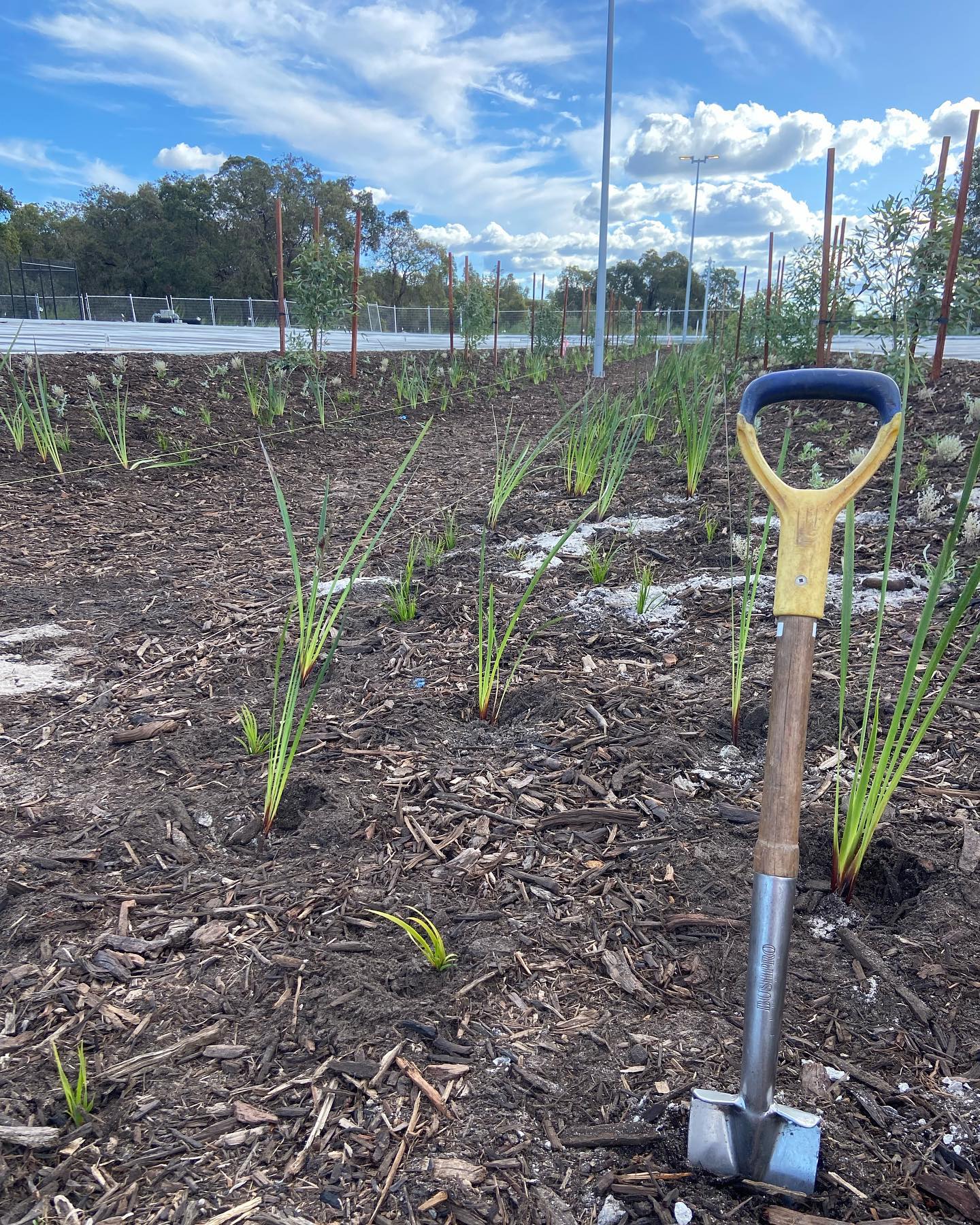 Happy long weekend WA! Our planters are hanging up their spades and putting up their feet for a well deserved rest after smashing it for the past 2 weeks. Hope everyone has a chance to refresh, recharge, and enjoy some time in nature over the break šæš
#treeplanting #landscaping #civilplanting #waday #longweekend