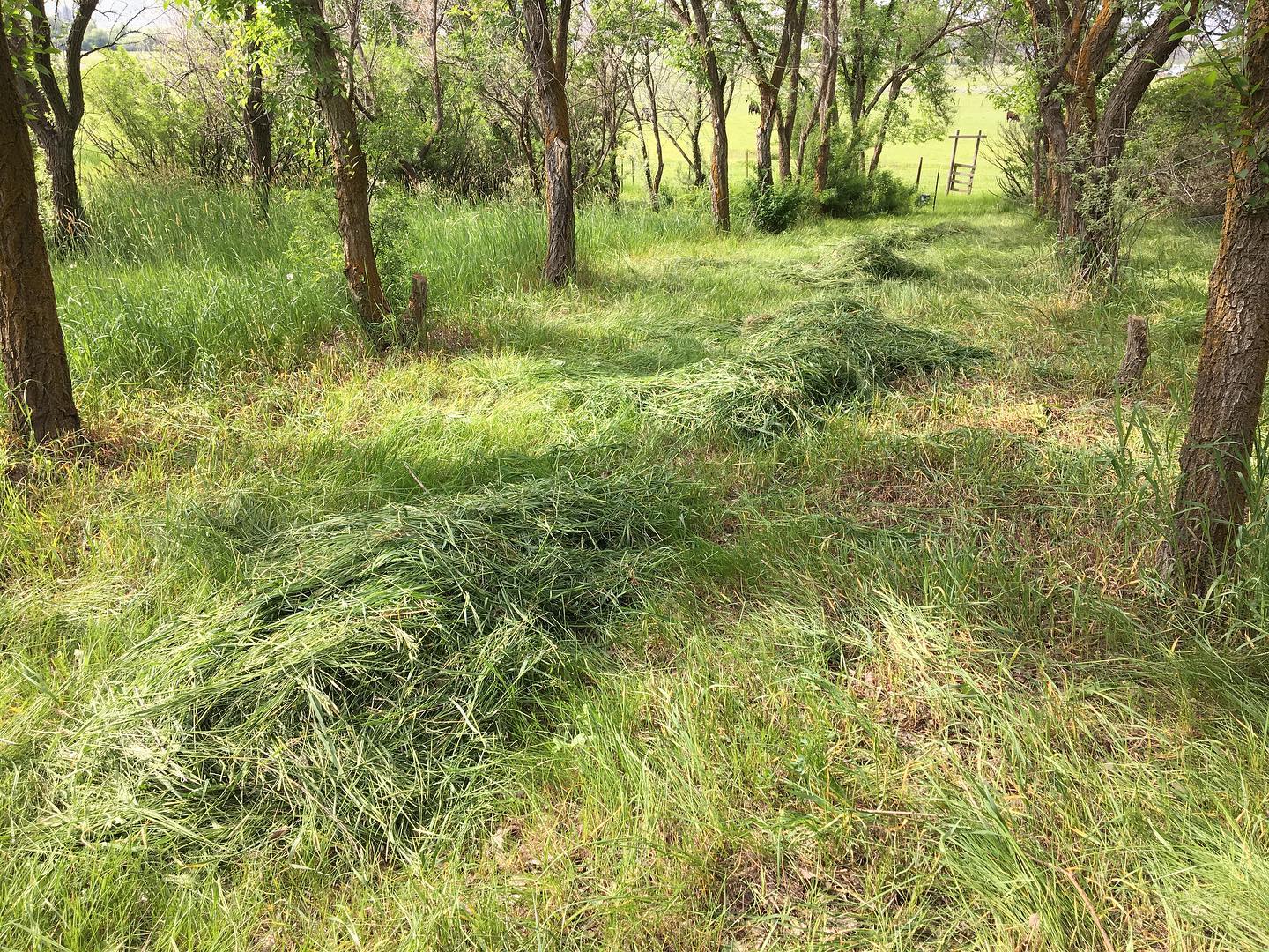 Fresh #hay cutting for #goats. Amazing how much better grass grows under #trees in arid climate #silvopasture #sycthe #permaculture #smallfarm #homestead